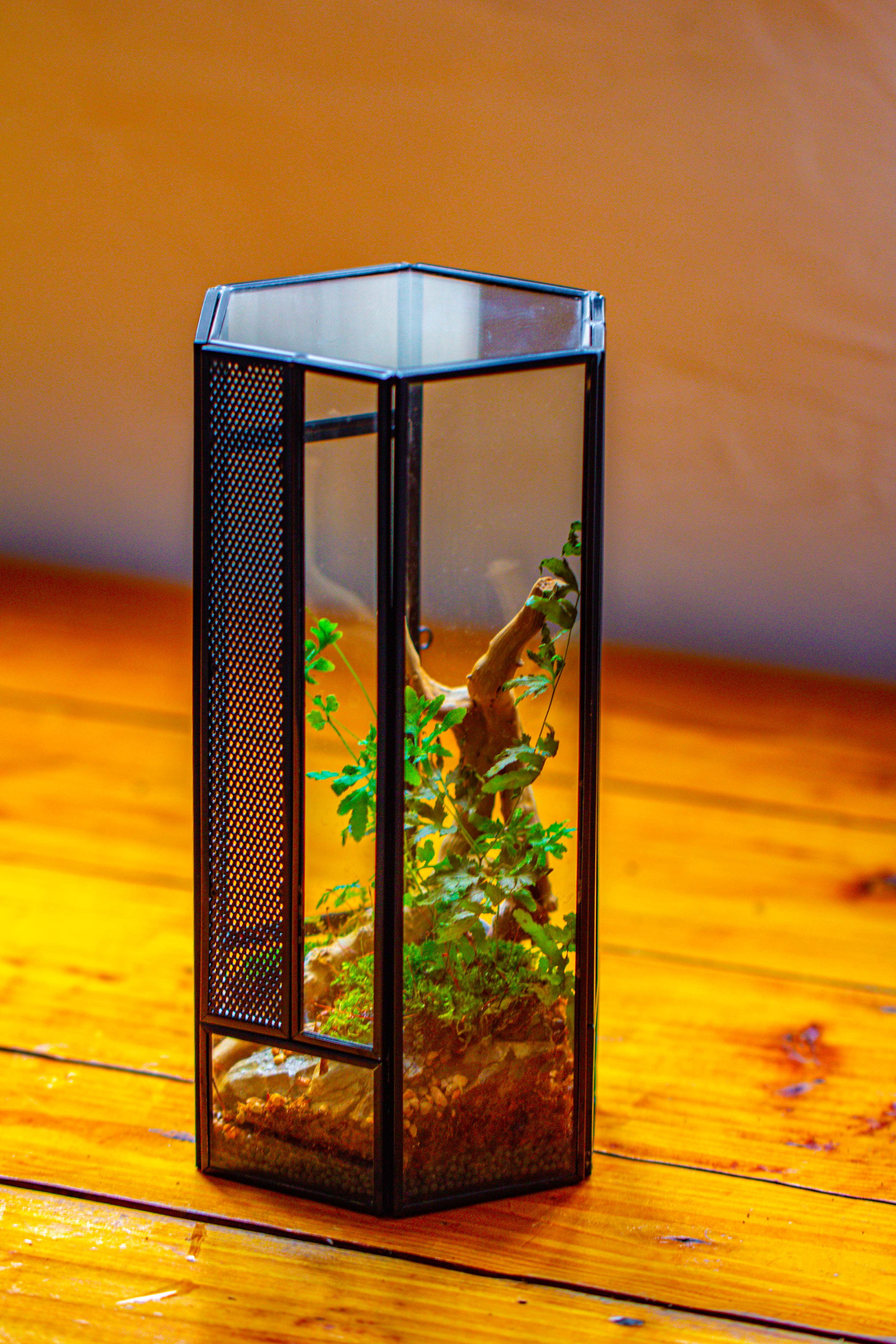 NCYP Tall Hexagon Mimi  Geometric Terrarium for Spiders and small Insects - NCYPgarden