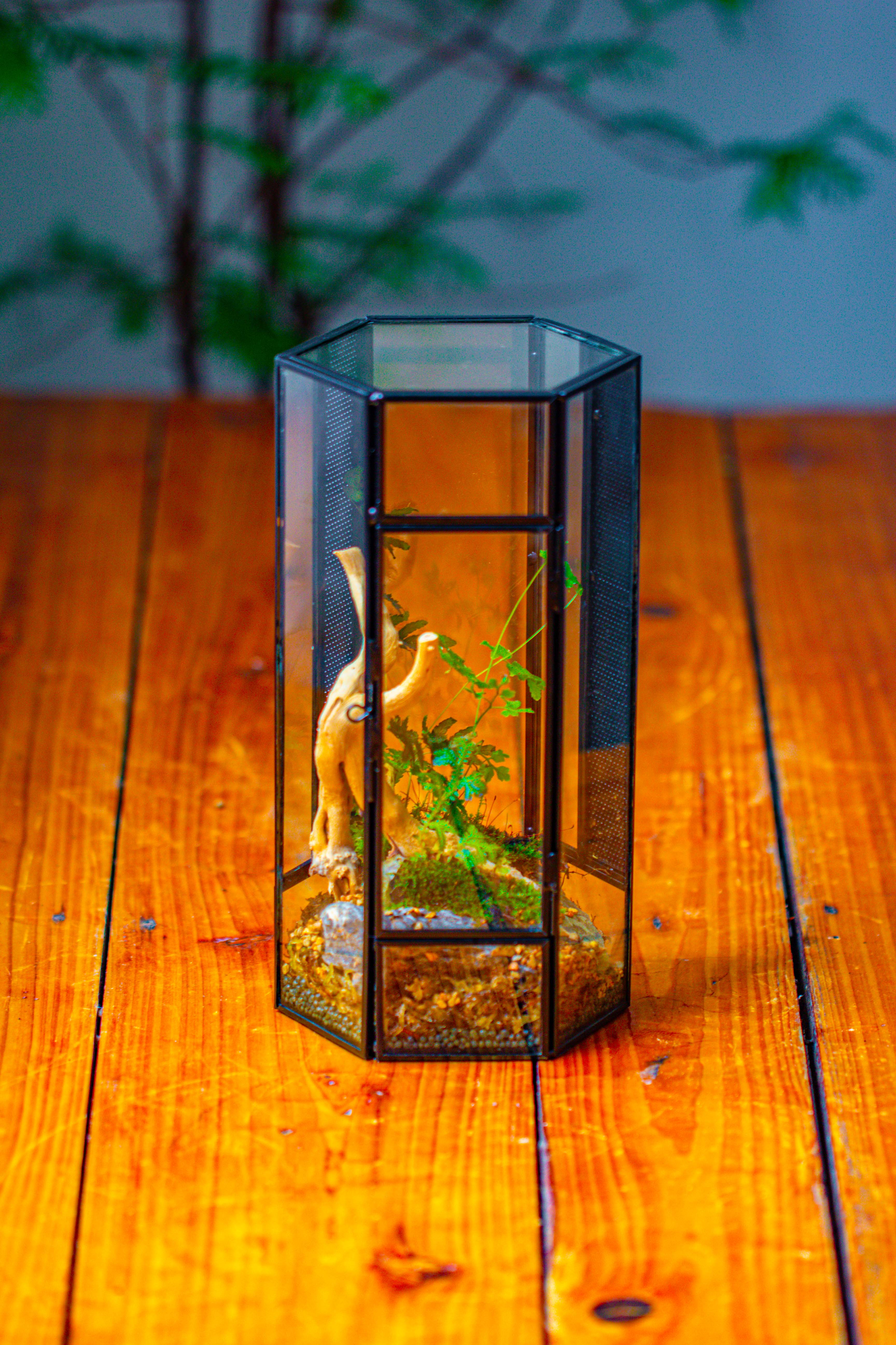 NCYP Tall Hexagon Mimi  Geometric Terrarium for Spiders and small Insects - NCYPgarden