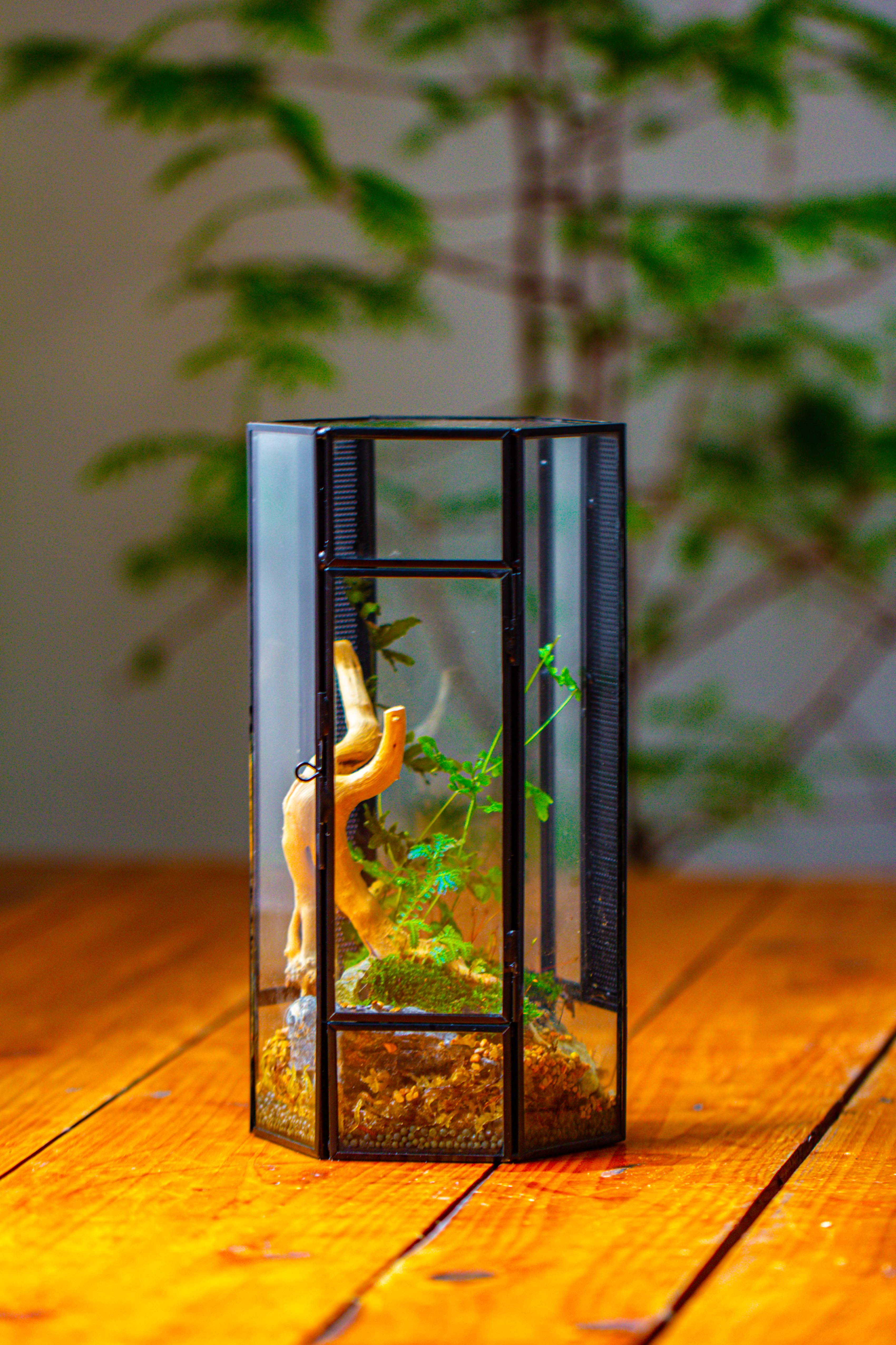 NCYP Tall Hexagon Mimi  Geometric Terrarium for Spiders and small Insects - NCYPgarden