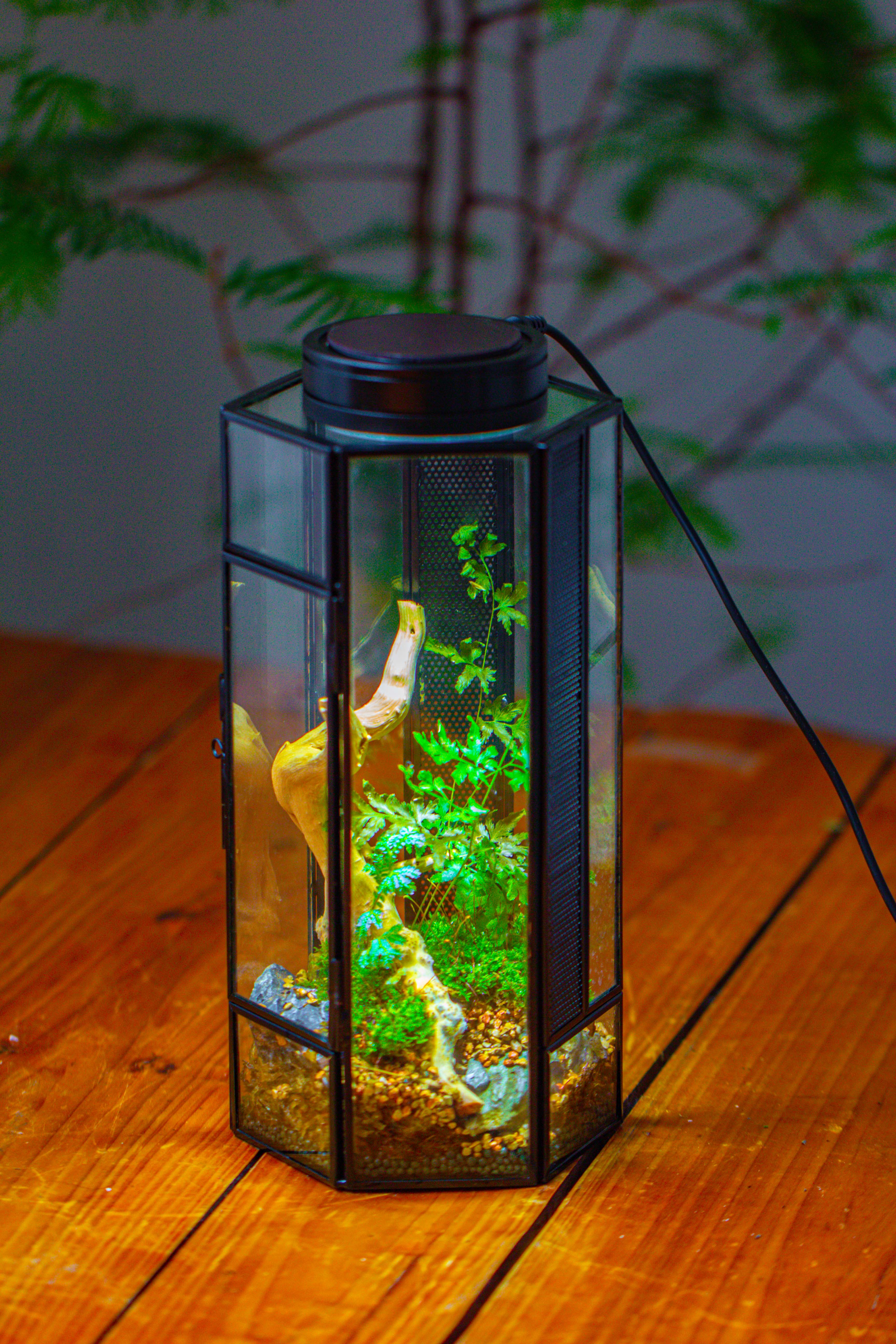NCYP Tall Hexagon Mimi  Geometric Terrarium for Spiders and small Insects - NCYPgarden