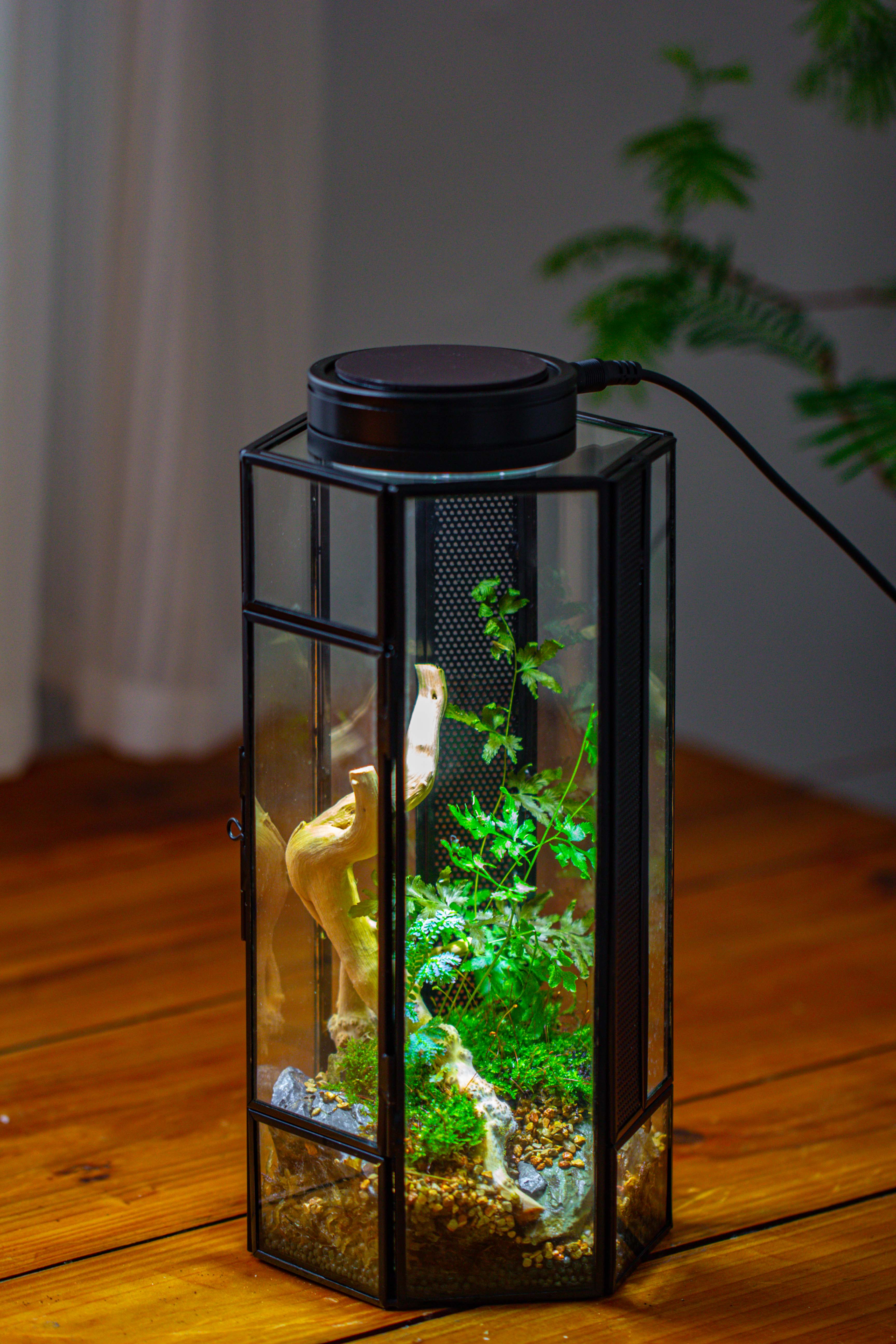 NCYP Tall Hexagon Mimi  Geometric Terrarium for Spiders and small Insects - NCYPgarden