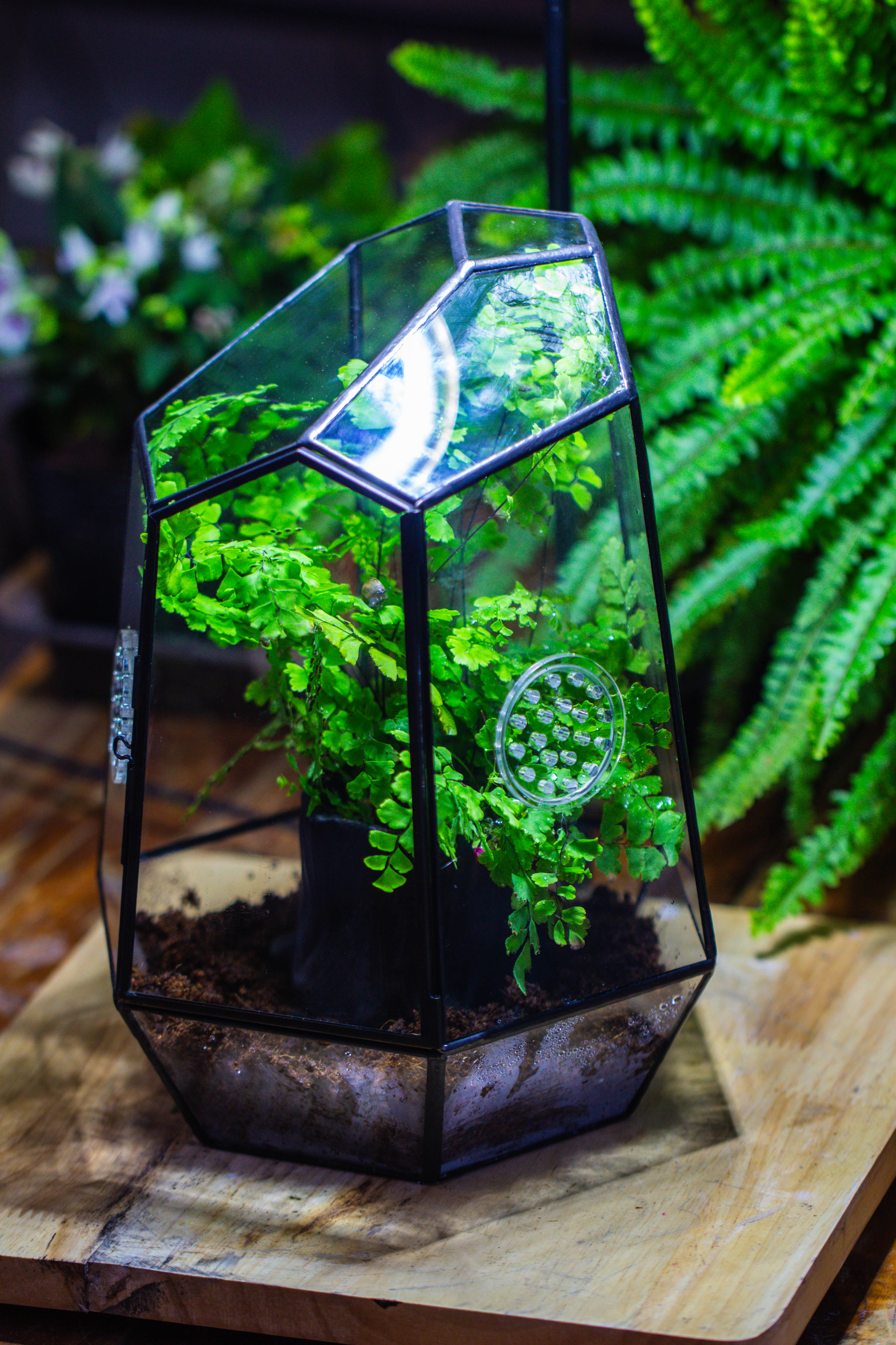 NCYP Close Geometric Glass Terrarium with Door, with vents, coconut coir, tree stump like black pot building set, for snails, spiders - NCYPgarden