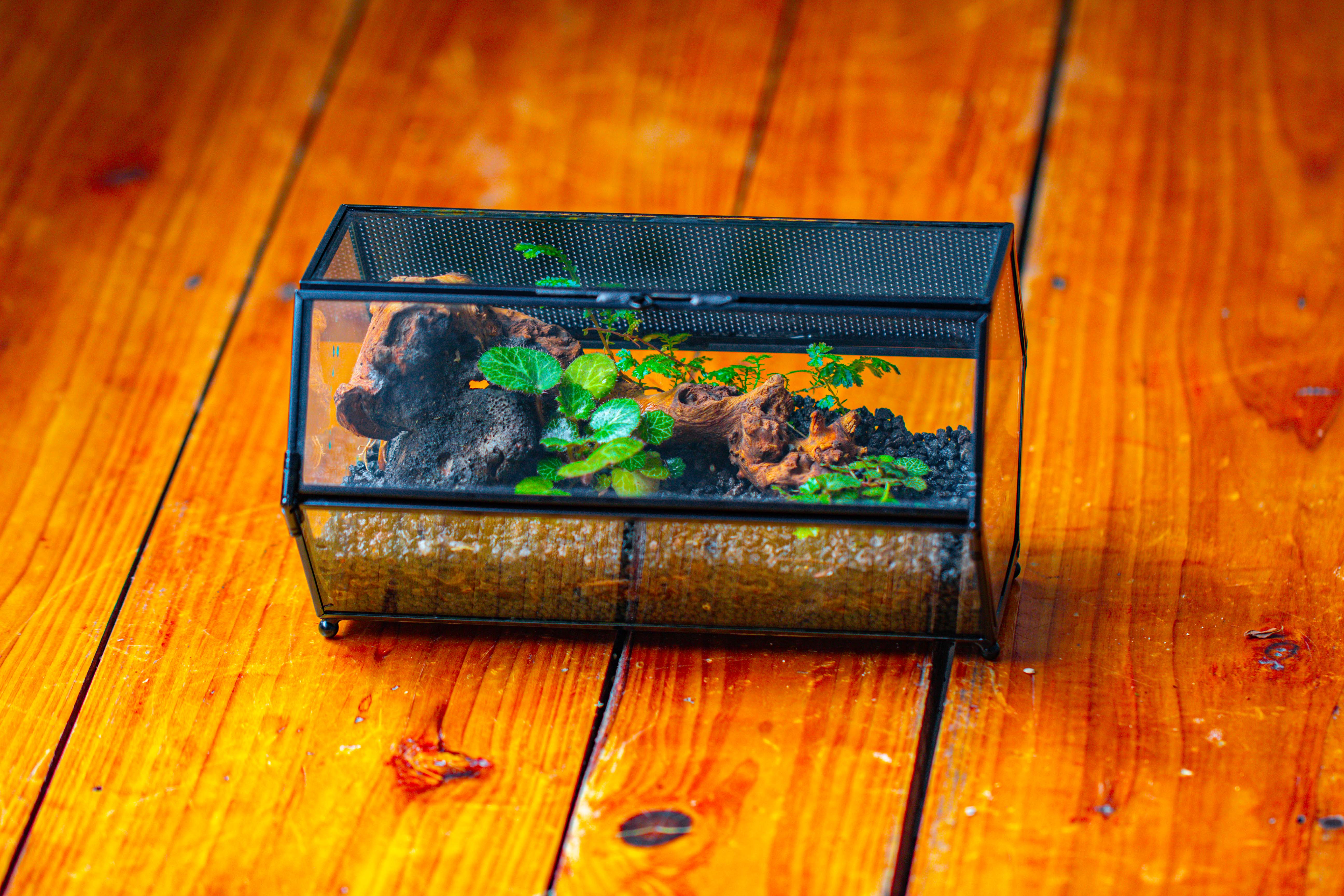 NCYP Long Hexagon Mimi  Geometric Terrarium for Spiders and small Insects - NCYPgarden