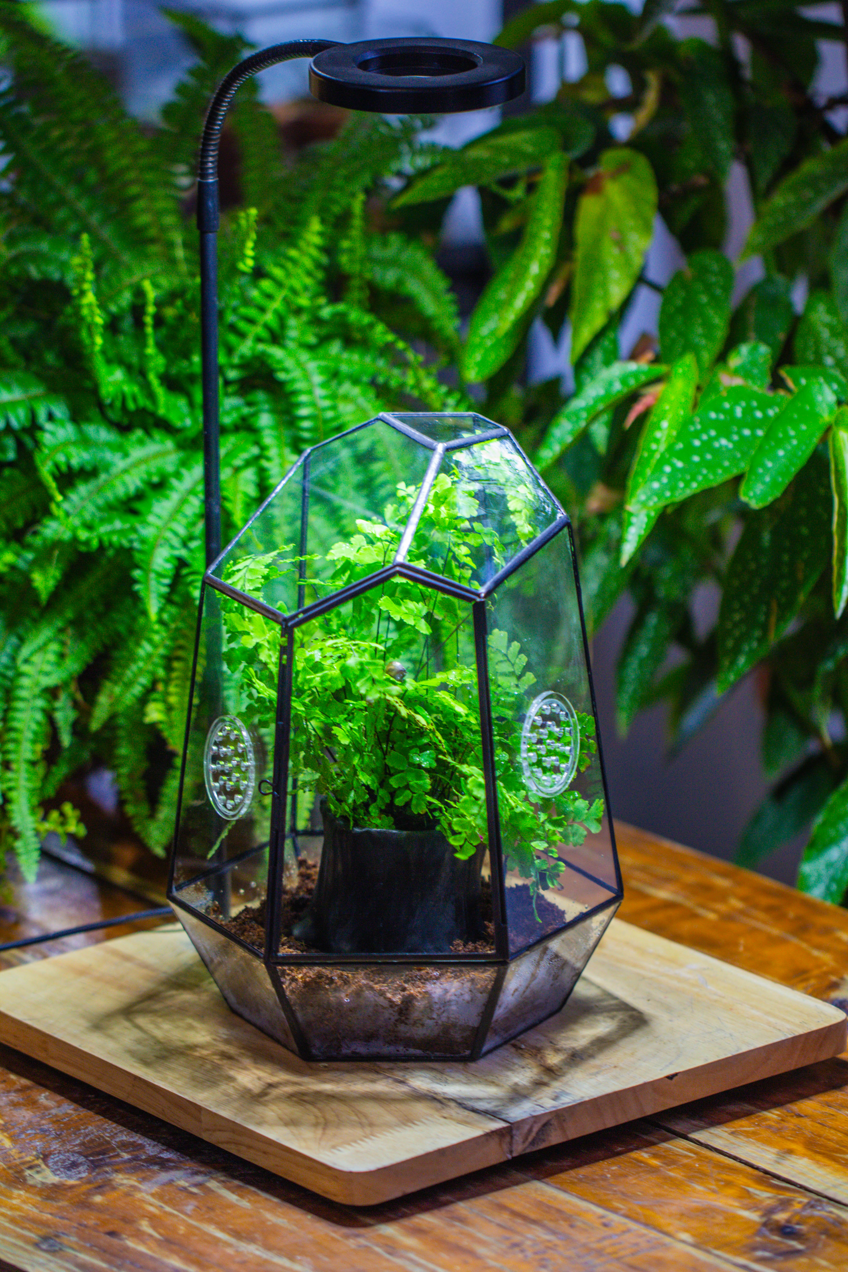 NCYP Close Geometric Glass Terrarium with Door, with vents, coconut coir, tree stump like black pot building set, for snails, spiders - NCYPgarden