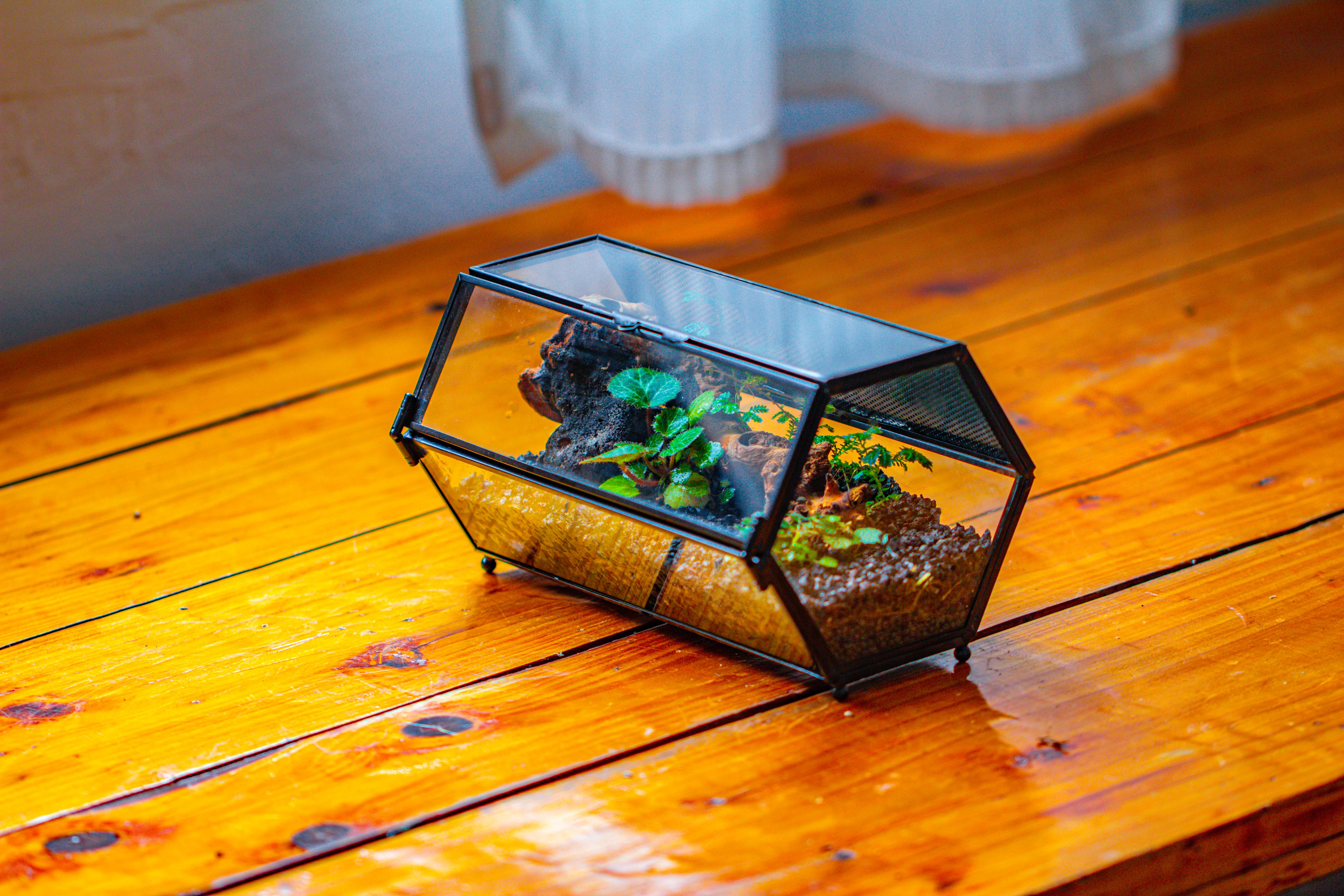 NCYP Long Hexagon Mimi  Geometric Terrarium for Spiders and small Insects - NCYPgarden