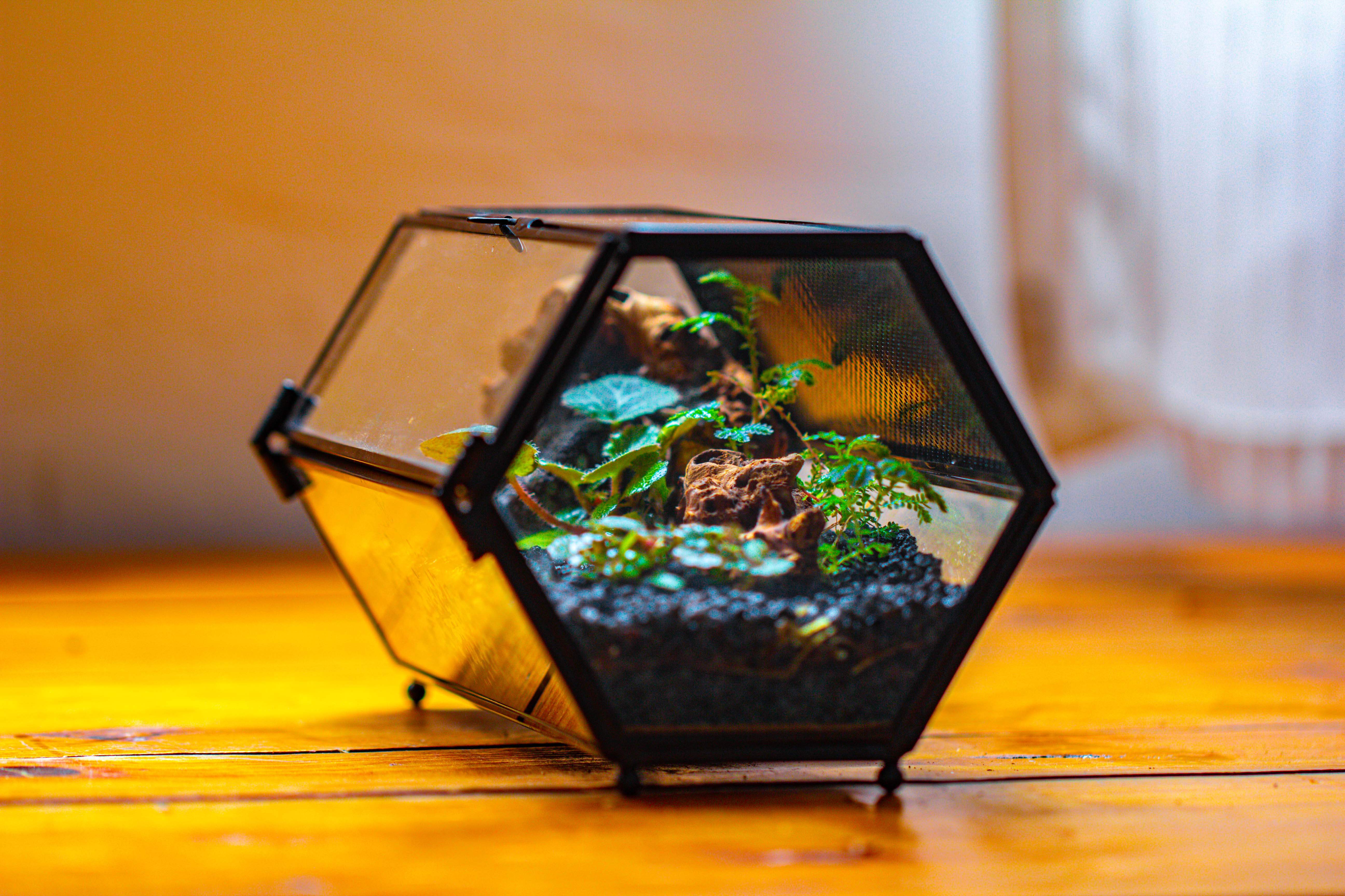 NCYP Long Hexagon Mimi  Geometric Terrarium for Spiders and small Insects - NCYPgarden
