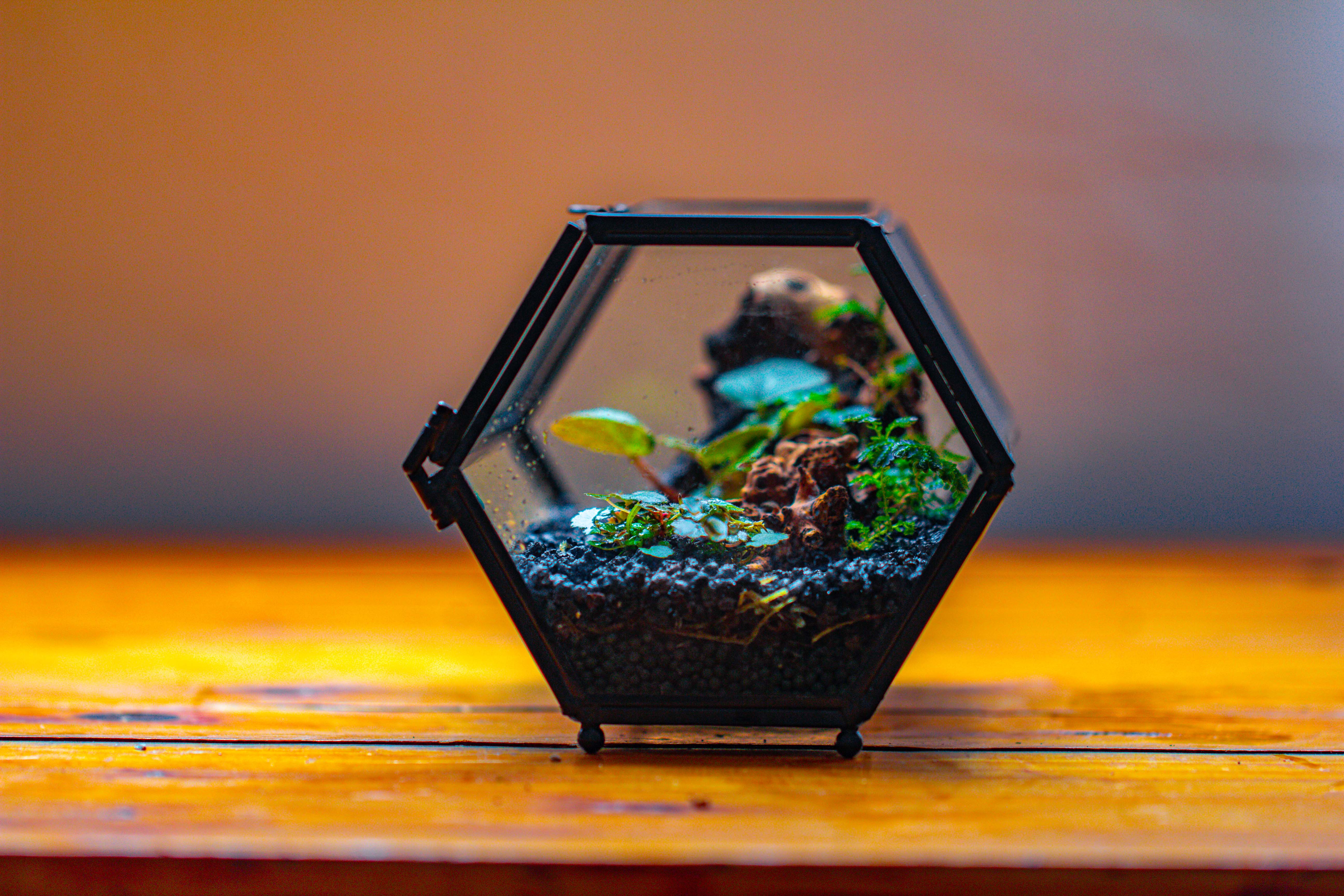 NCYP Long Hexagon Mimi  Geometric Terrarium for Spiders and small Insects - NCYPgarden