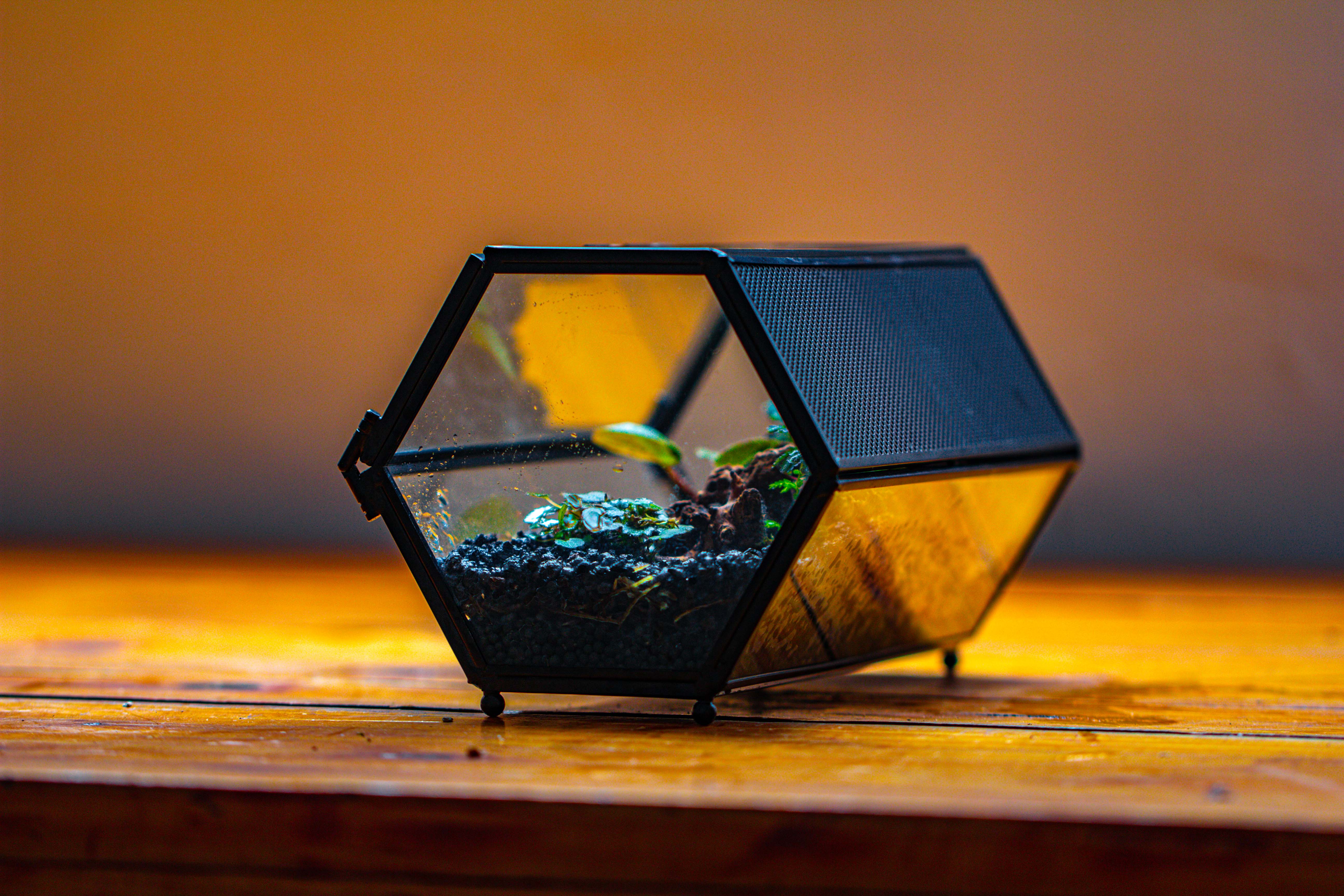 NCYP Long Hexagon Mimi  Geometric Terrarium for Spiders and small Insects - NCYPgarden