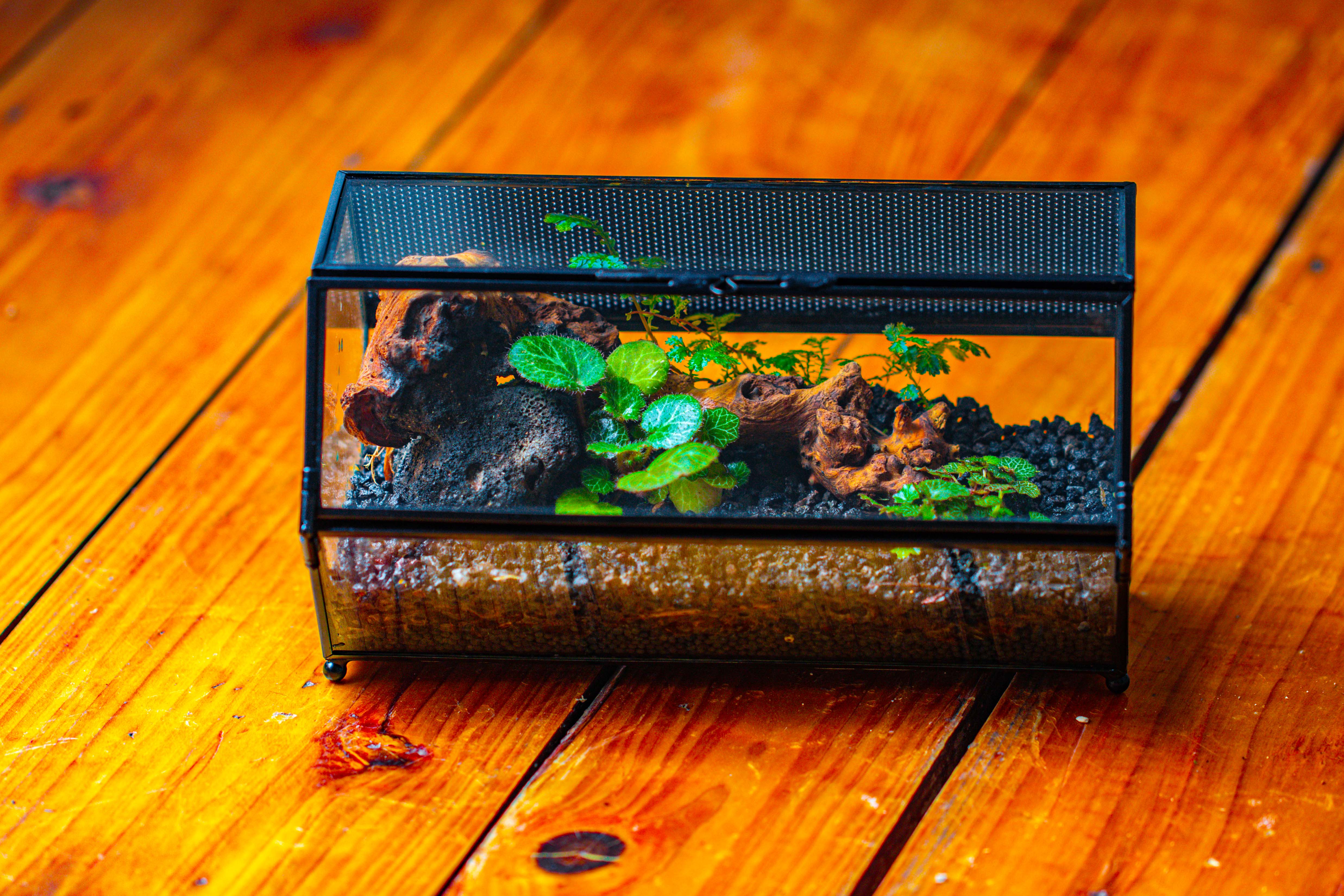 NCYP Long Hexagon Mimi  Geometric Terrarium for Spiders and small Insects - NCYPgarden