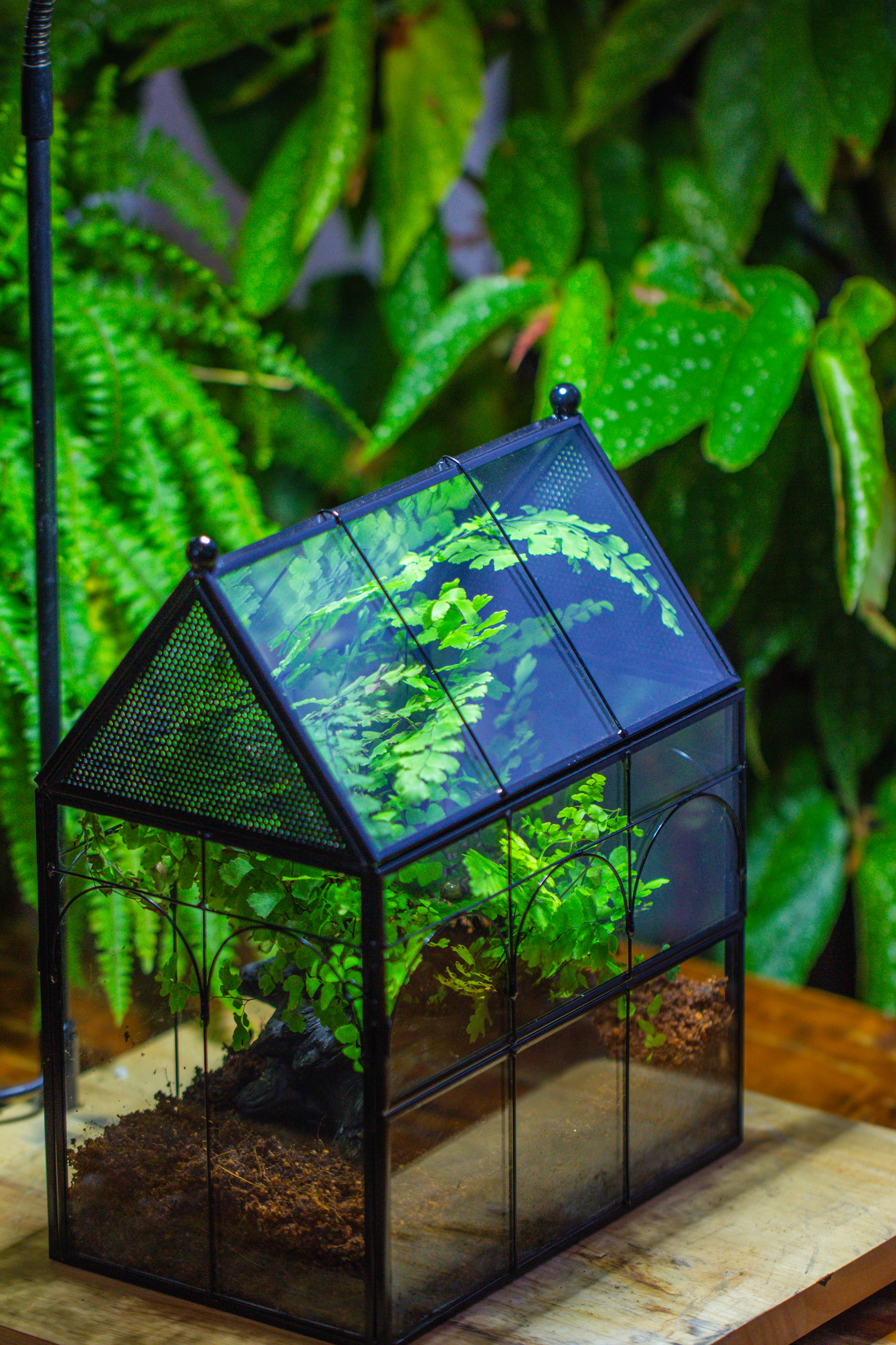 NCYP Vintage House Shape Tin and Glass Geometric Terrarium, with side door, with Mesh / vent holes for small Insects Pet building set - NCYPgarden