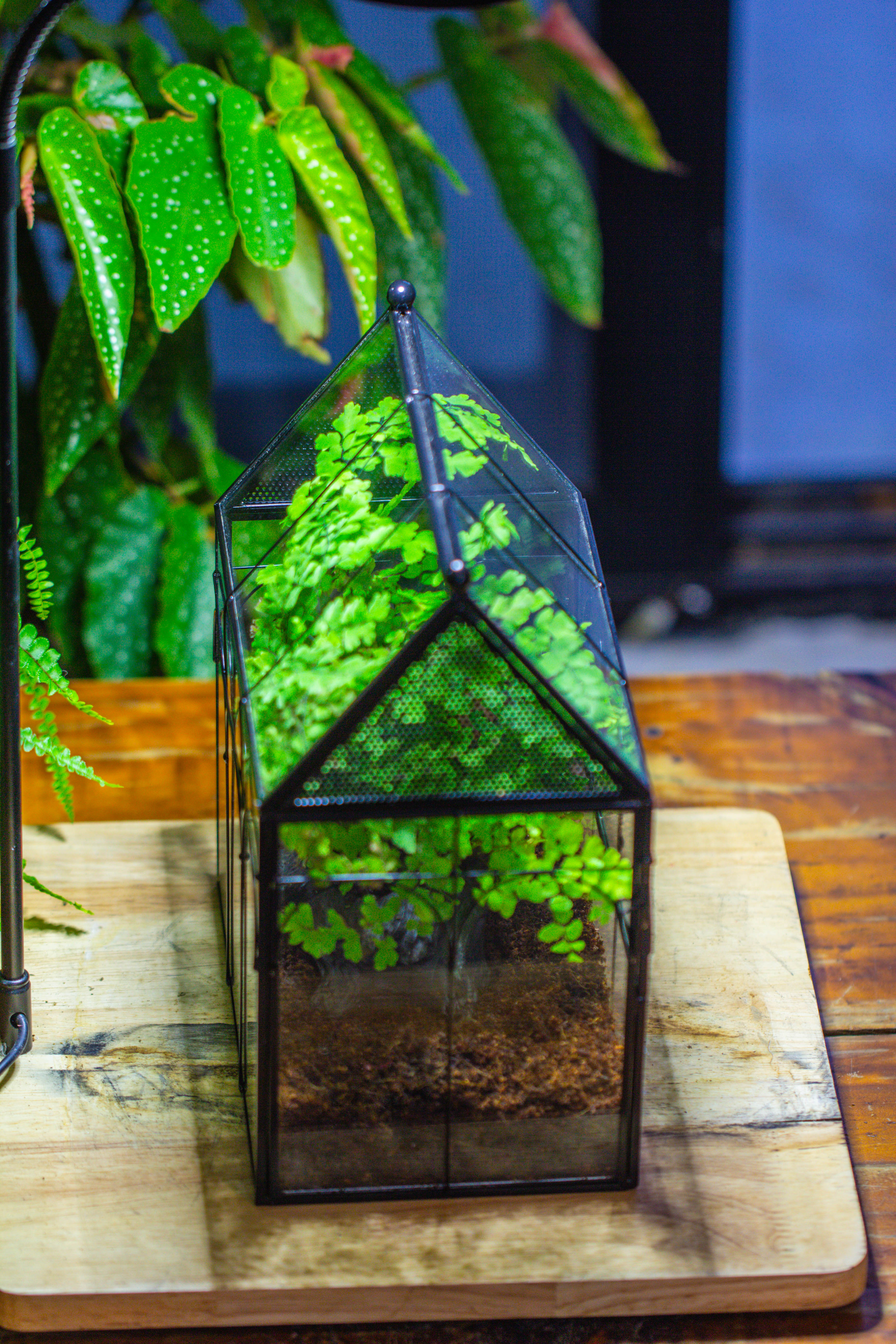 NCYP Vintage House Shape Tin and Glass Geometric Terrarium, with side door, with Mesh / vent holes for small Insects Pet building set - NCYPgarden