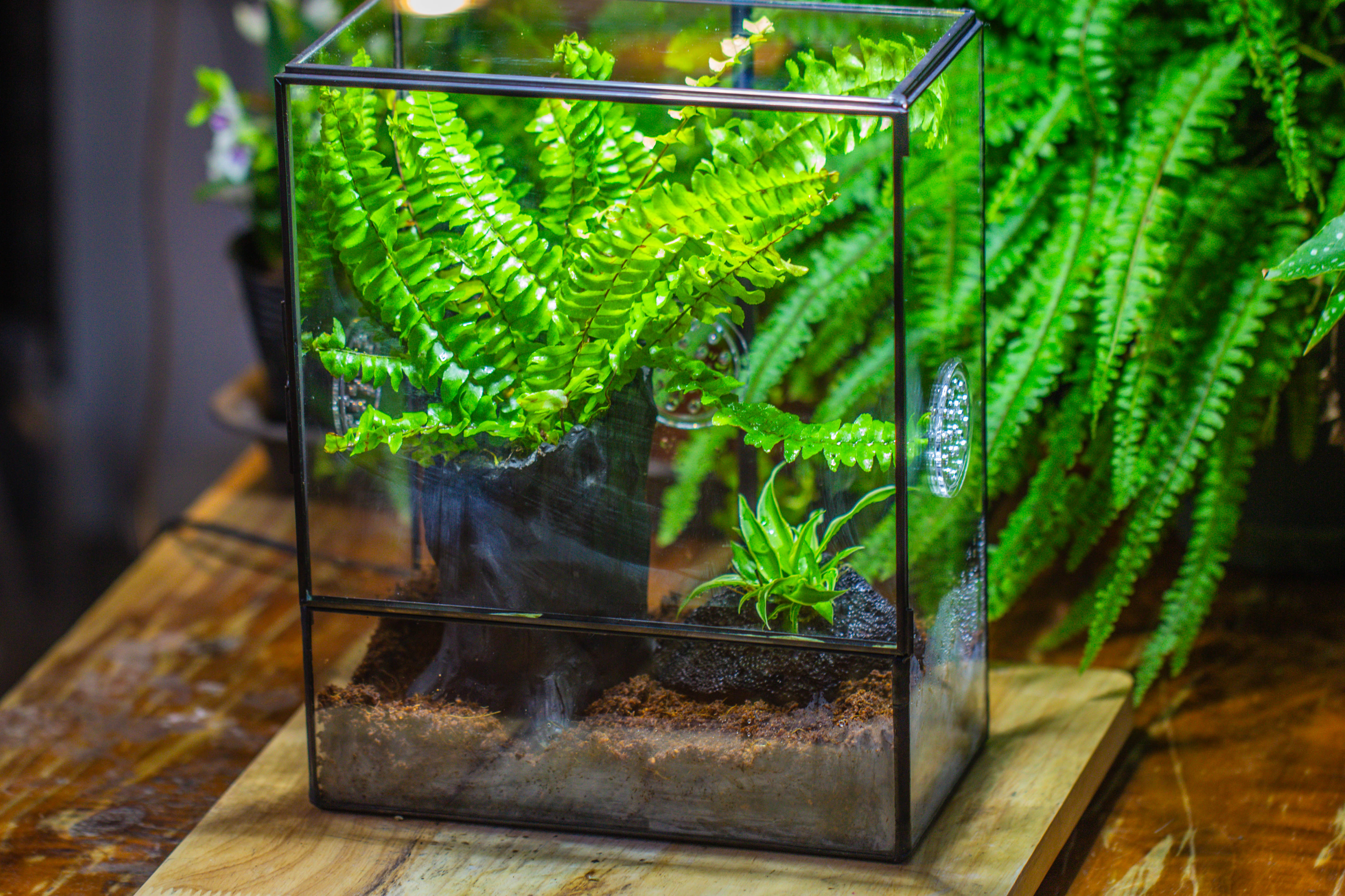 Handmade Close Glass Terrarium with Vents, with LED Grow Light Set, FOR insects, bugs - NCYPgarden