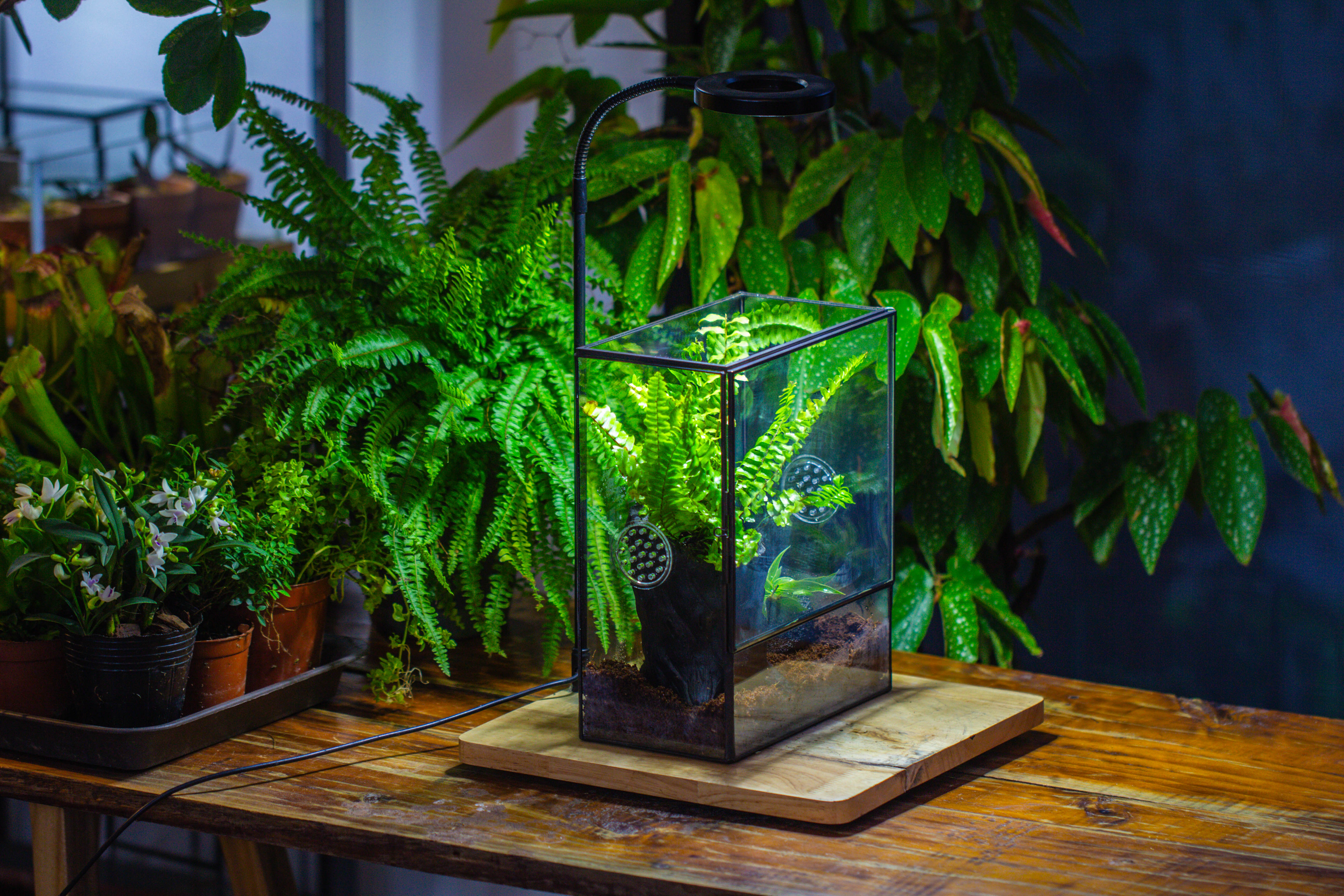 Handmade Close Glass Terrarium with Vents, with LED Grow Light Set, FOR insects, bugs - NCYPgarden