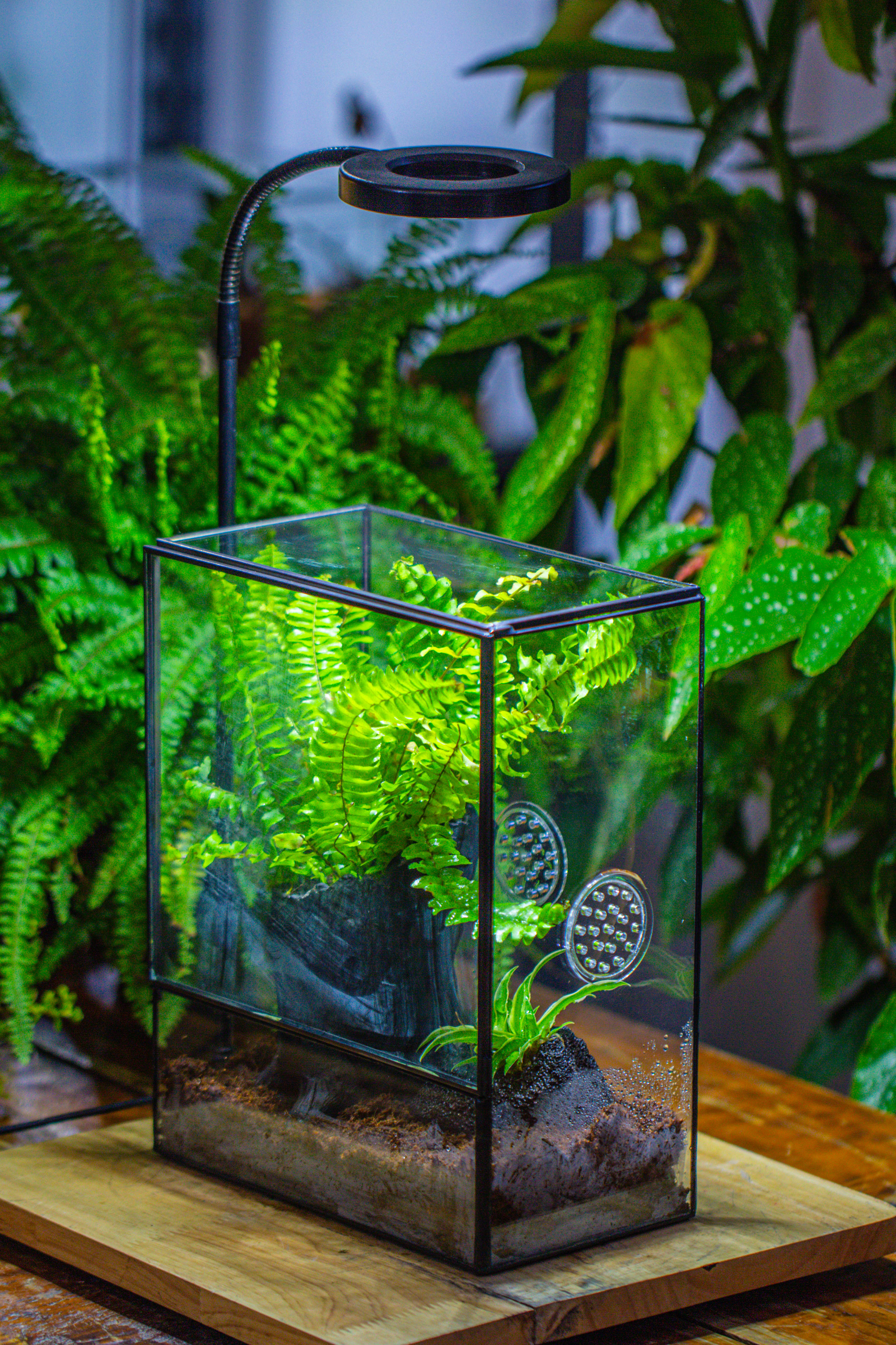 Handmade Close Glass Terrarium with Vents, with LED Grow Light Set, FOR insects, bugs - NCYPgarden