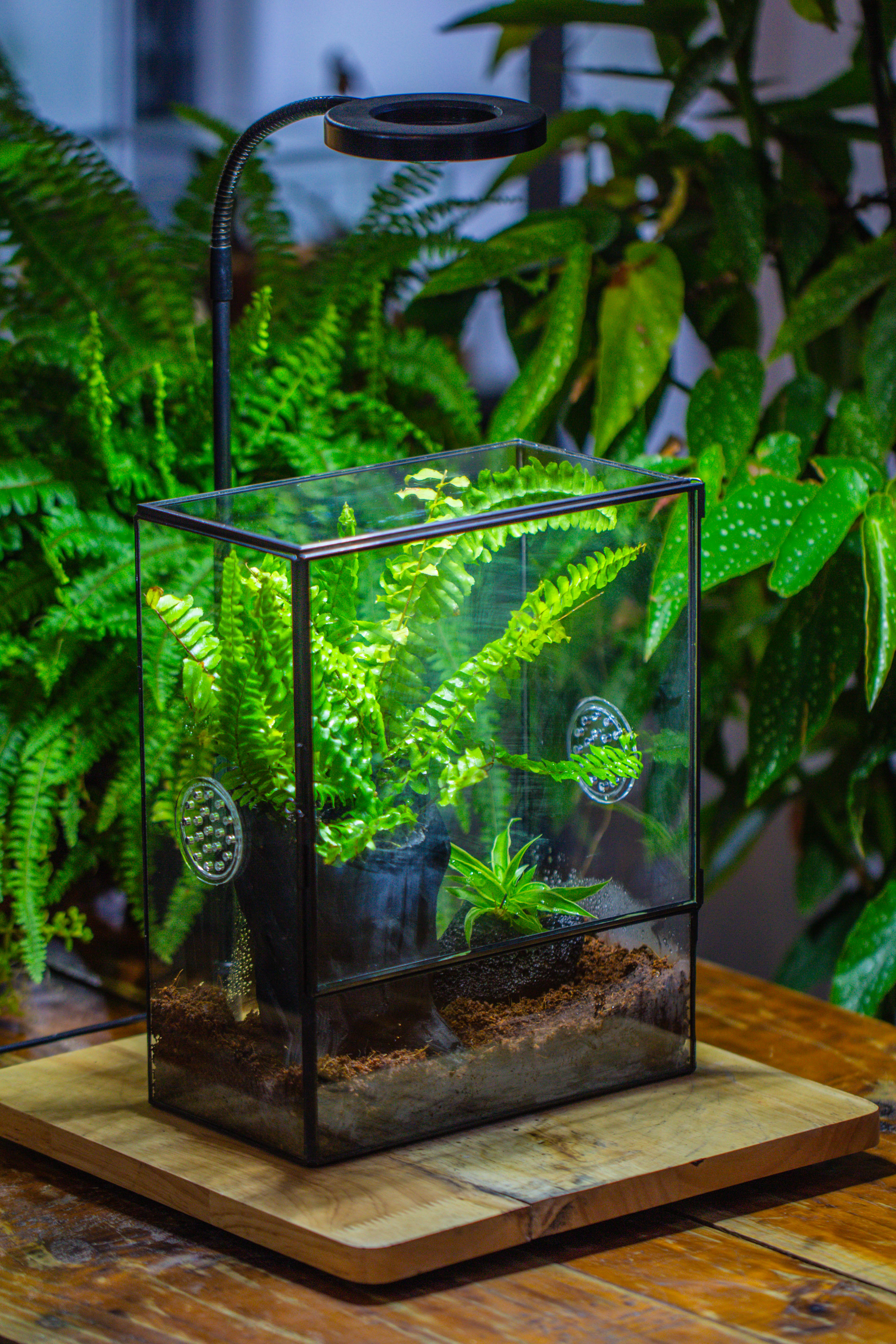 Handmade Close Glass Terrarium with Vents, with LED Grow Light Set, FOR insects, bugs - NCYPgarden