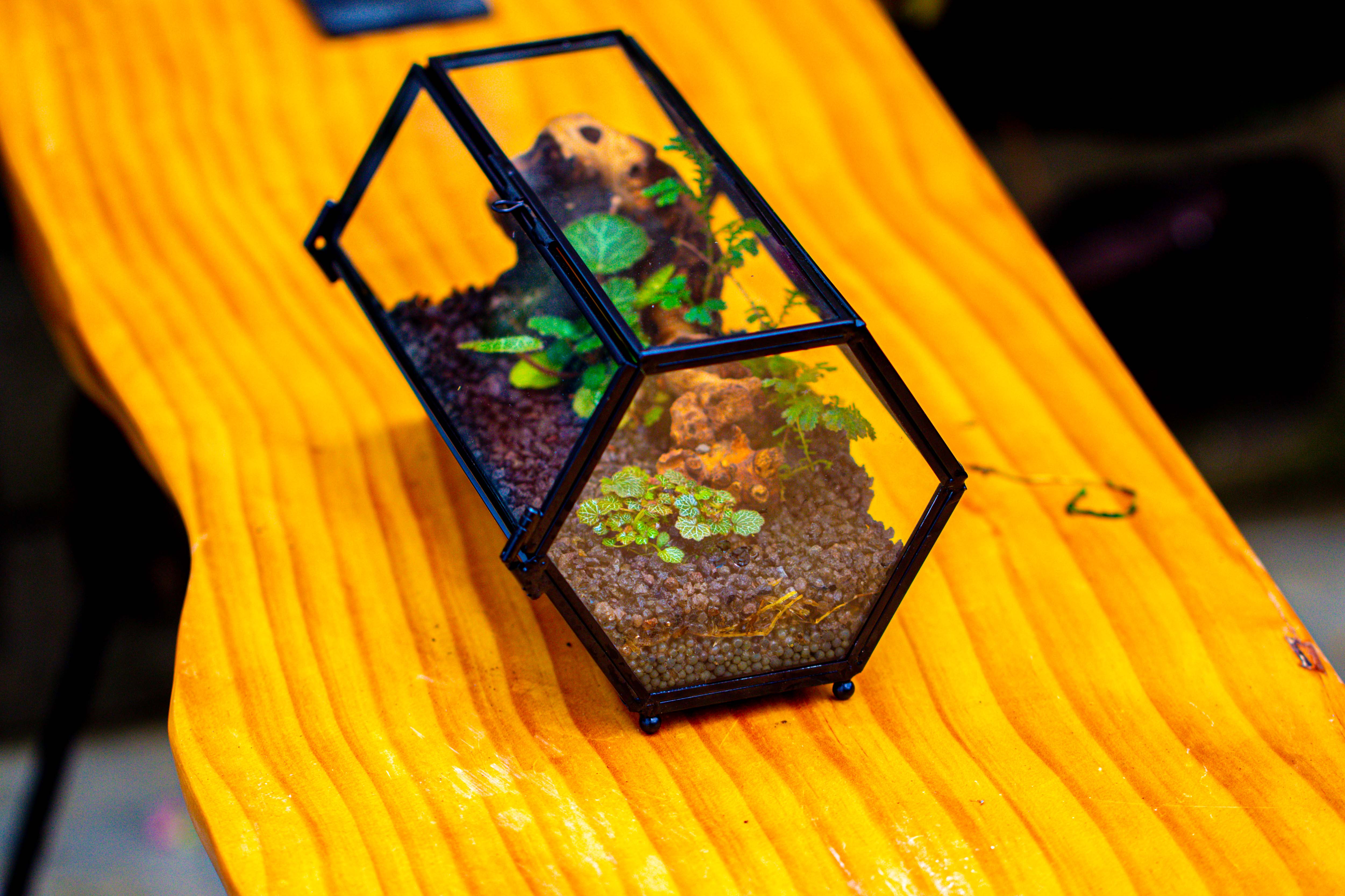 NCYP Long Hexagon Mimi  Geometric Terrarium for Spiders and small Insects - NCYPgarden