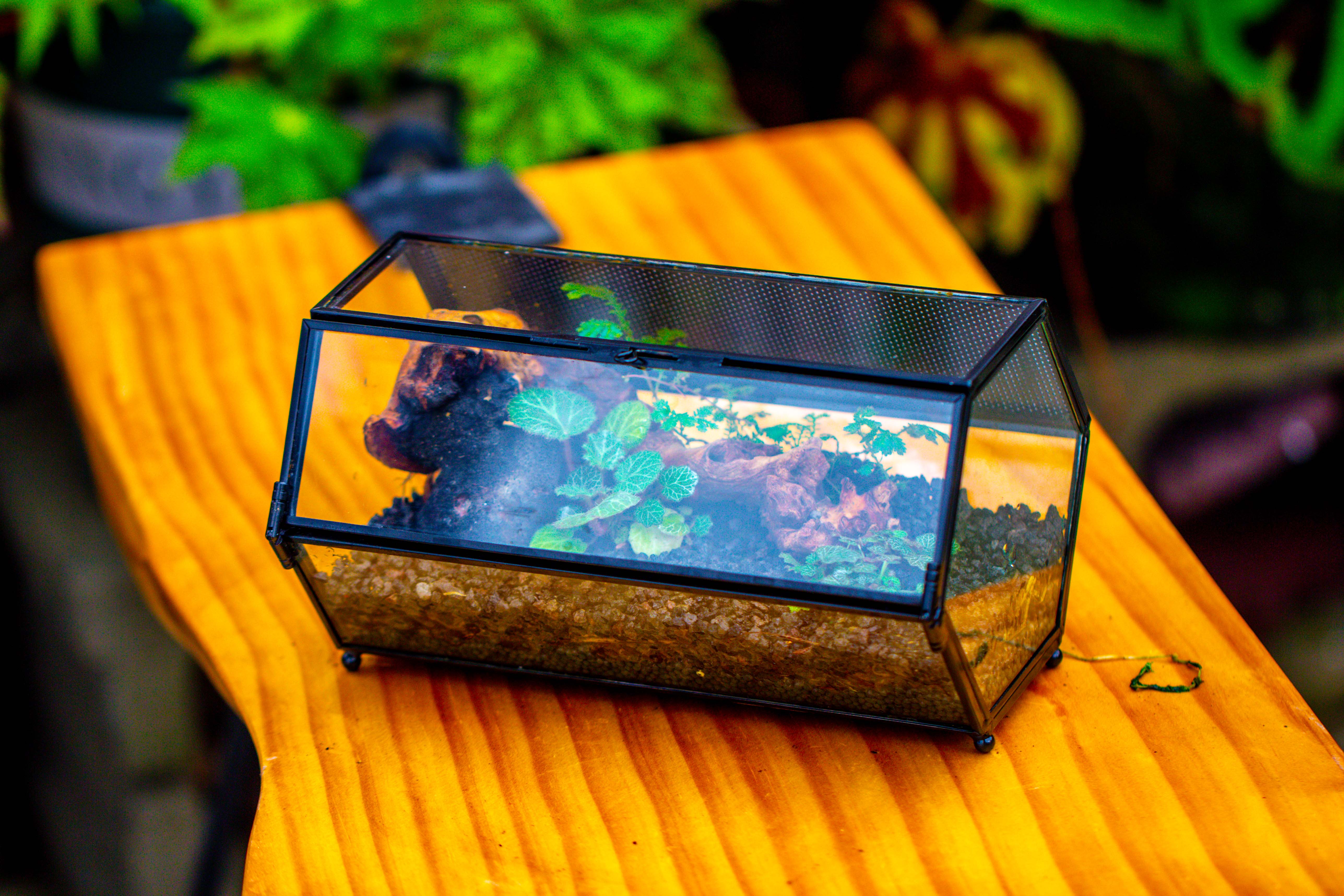 NCYP Long Hexagon Mimi  Geometric Terrarium for Spiders and small Insects - NCYPgarden