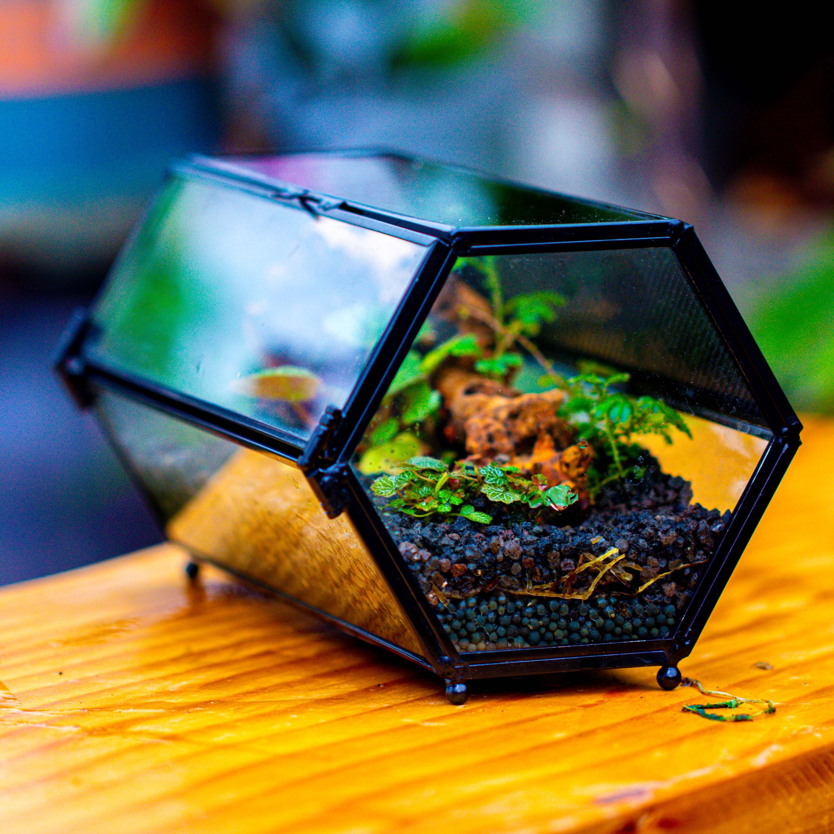 NCYP Long Hexagon Mimi  Geometric Terrarium for Spiders and small Insects - NCYPgarden