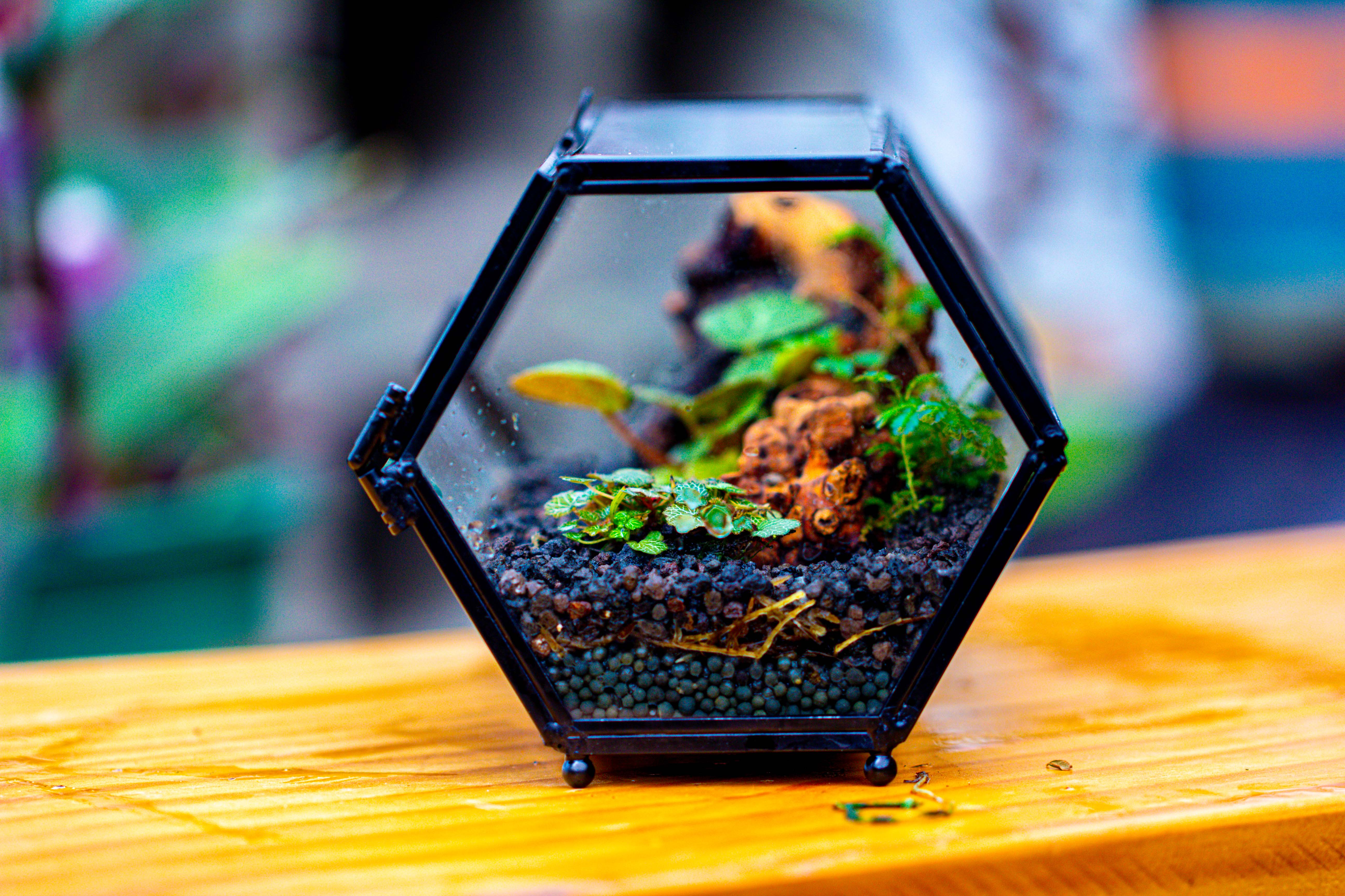 NCYP Long Hexagon Mimi  Geometric Terrarium for Spiders and small Insects - NCYPgarden