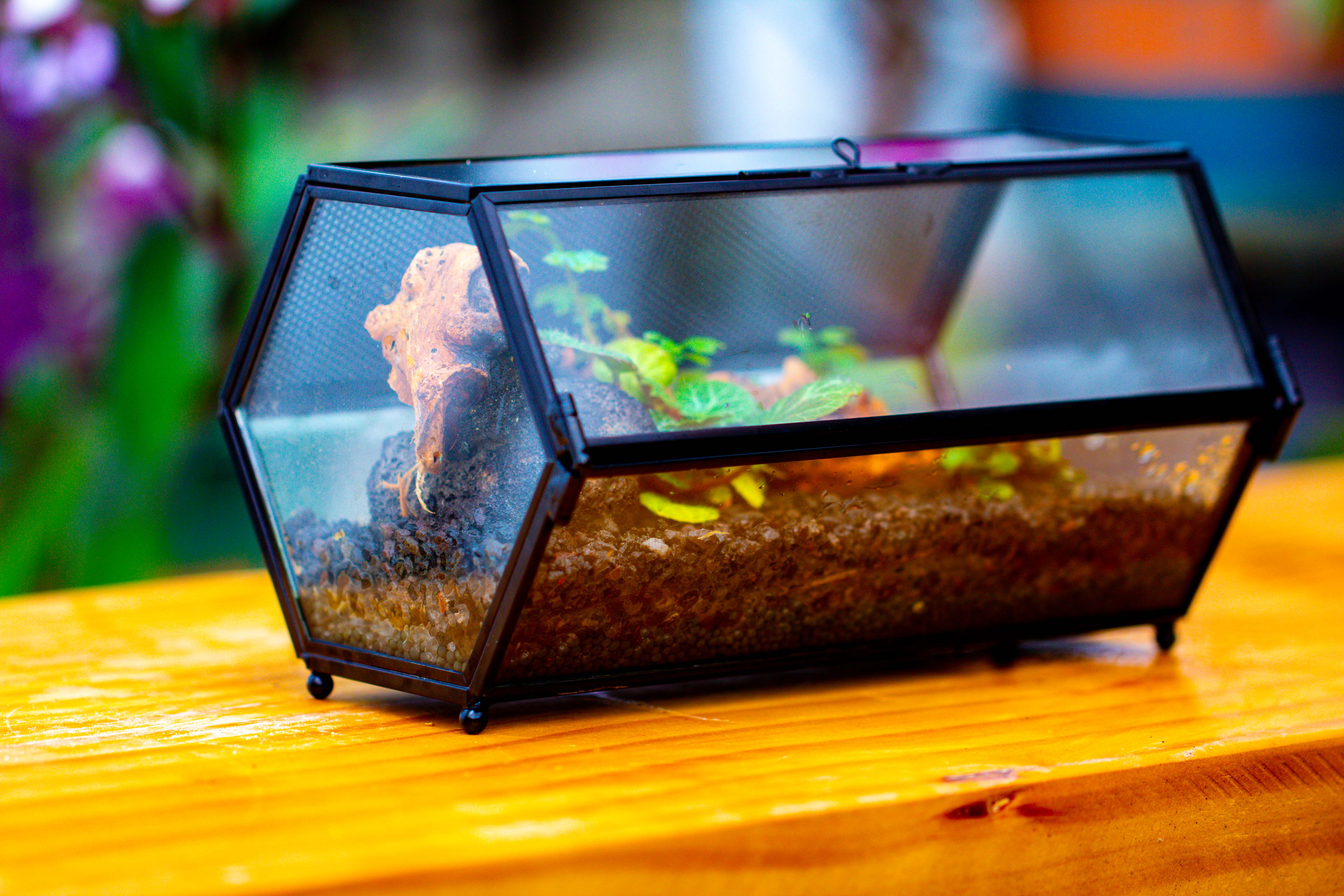 NCYP Long Hexagon Mimi  Geometric Terrarium for Spiders and small Insects - NCYPgarden