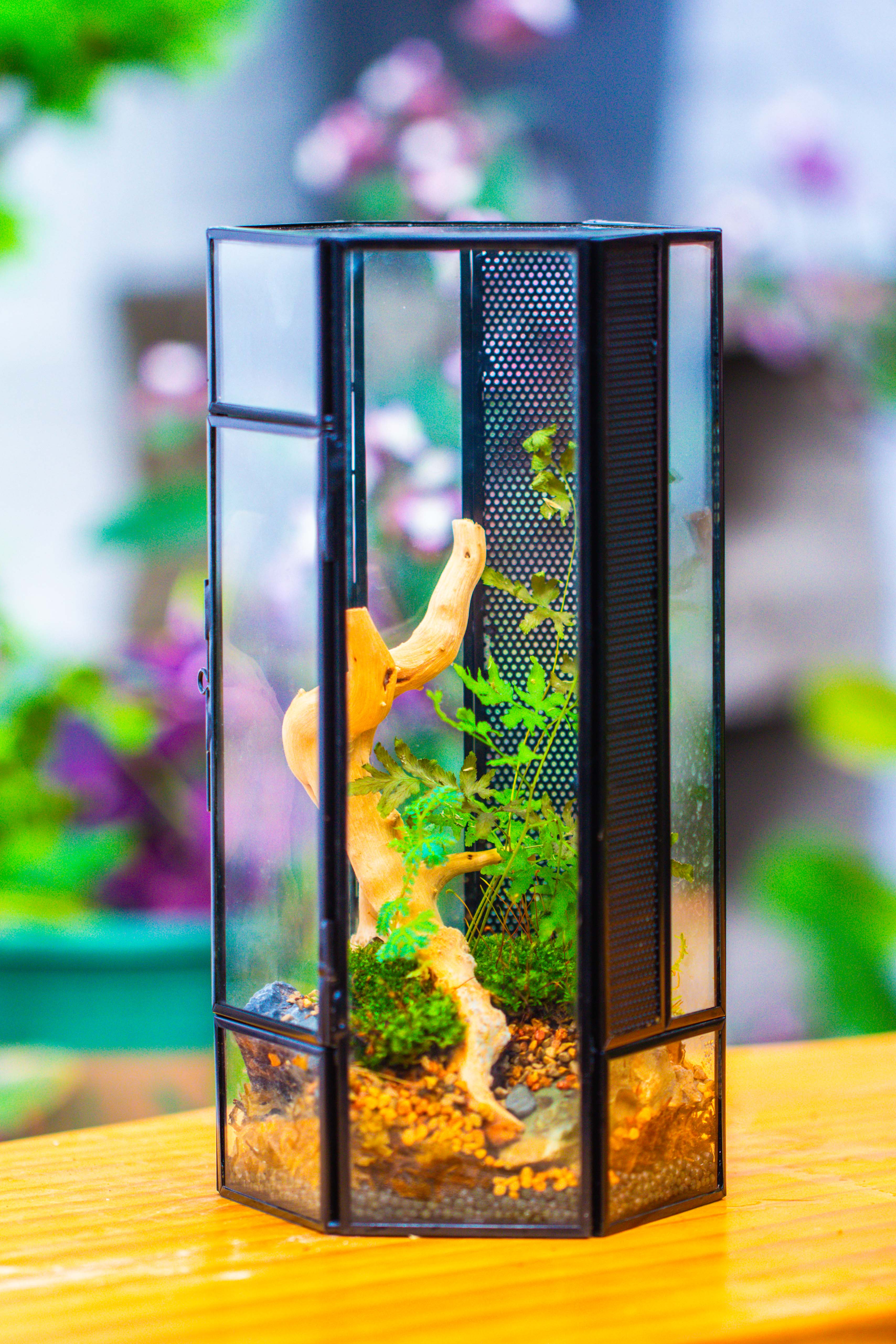 NCYP Tall Hexagon Mimi  Geometric Terrarium for Spiders and small Insects - NCYPgarden