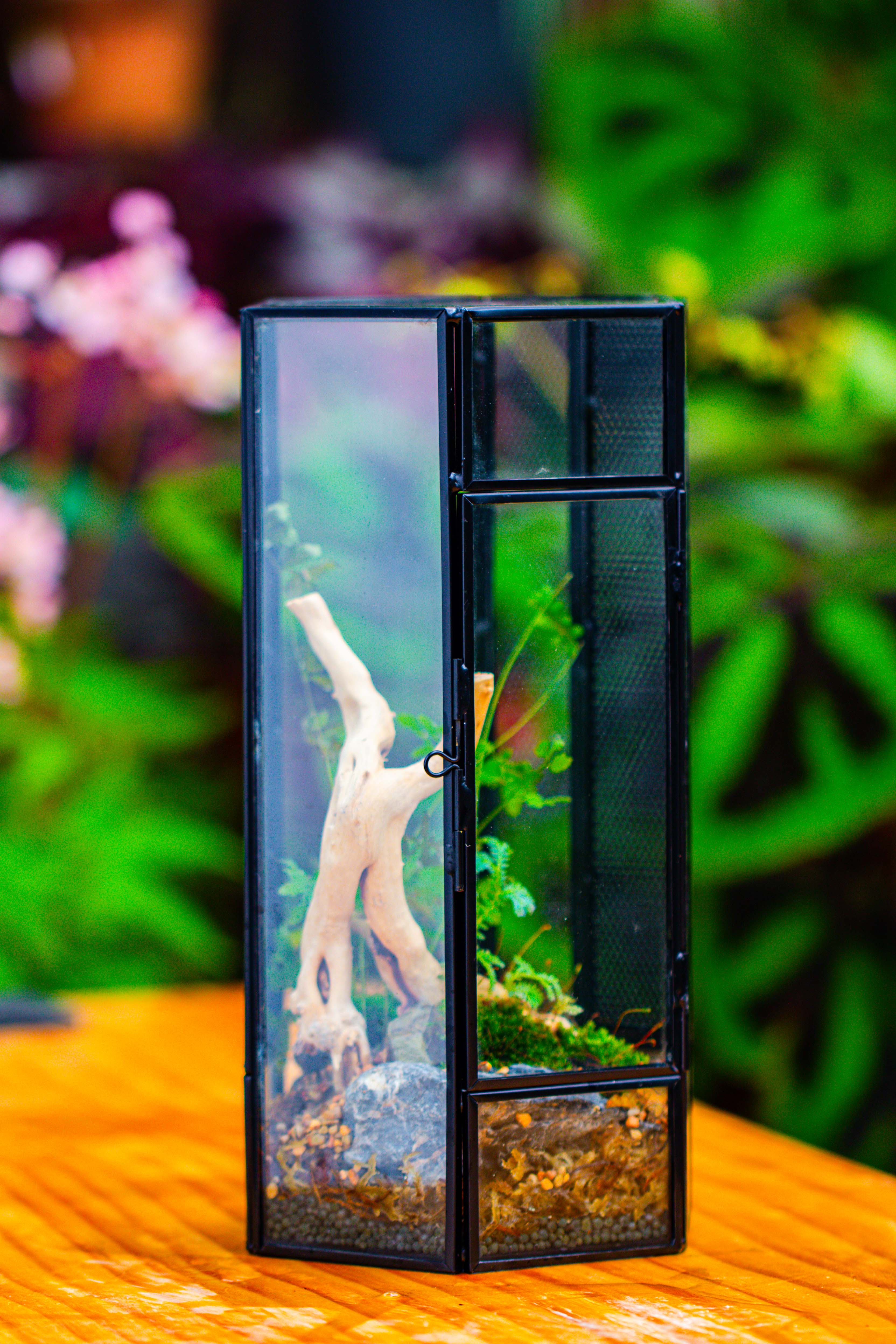 NCYP Tall Hexagon Mimi  Geometric Terrarium for Spiders and small Insects - NCYPgarden