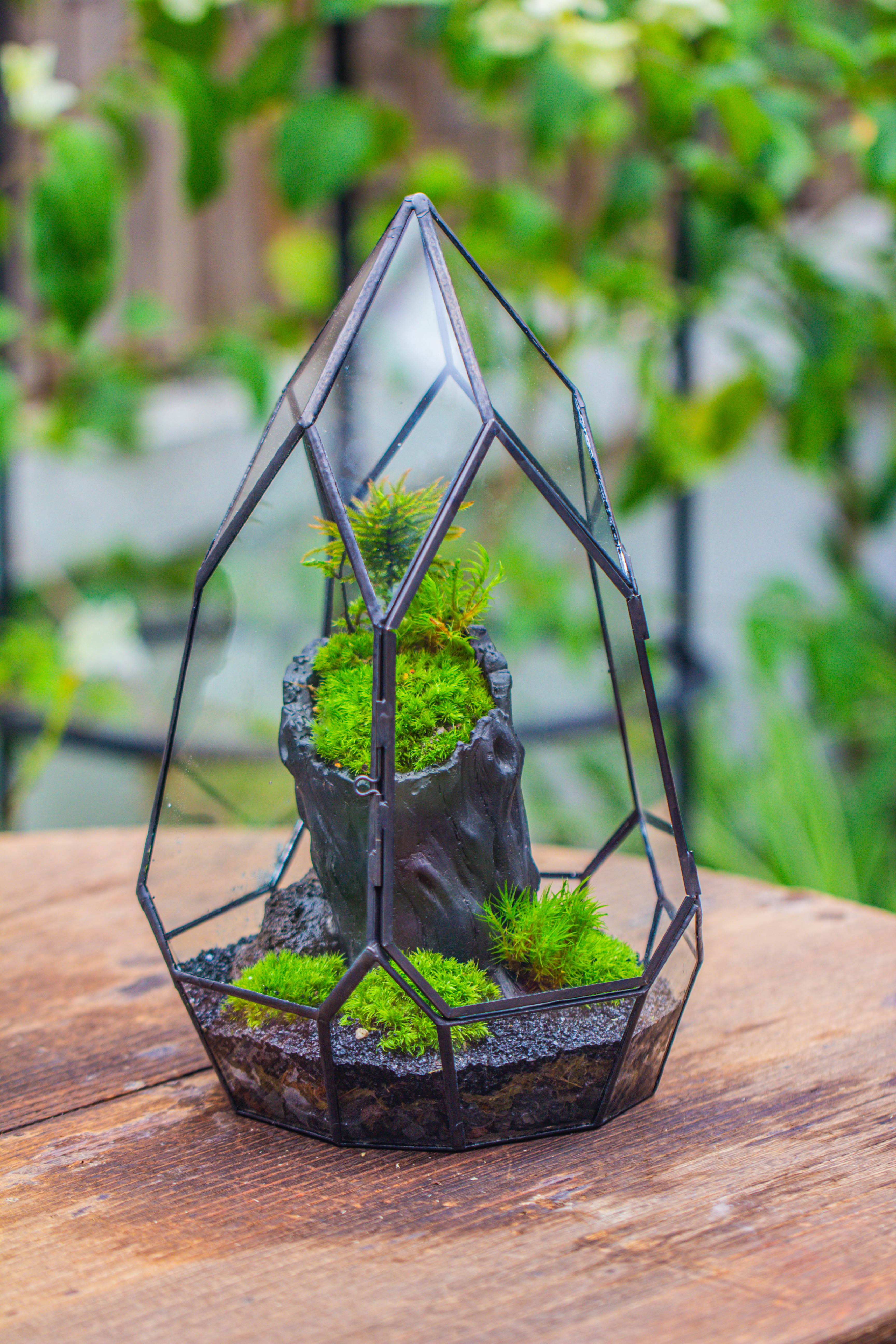 NCYP Irregular Close Geometric Glass Terrarium with door Tall Teardrop Container Moss Terrarium DIY Building Kit - NCYPgarden