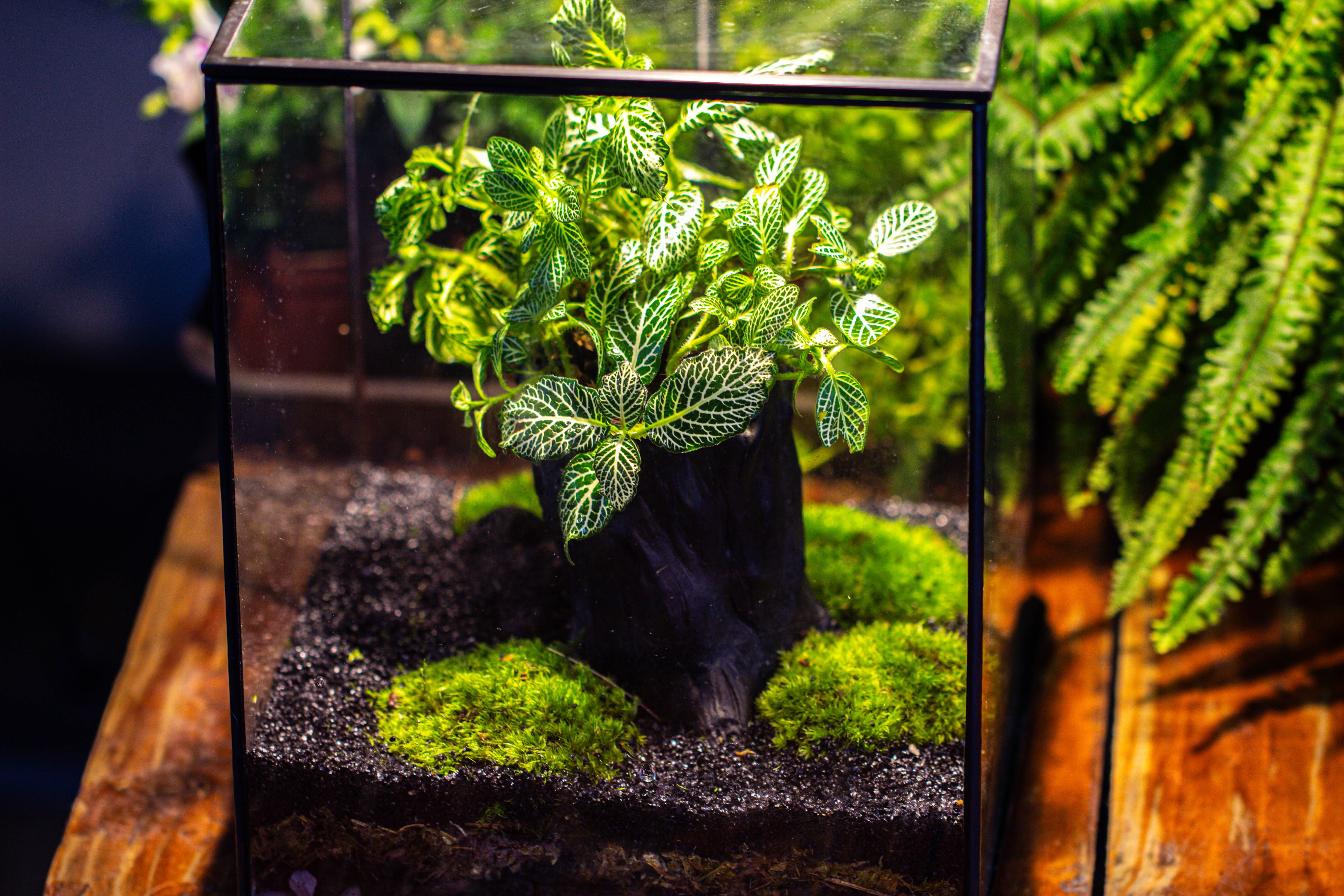 竖版大长方形 上开盖 - NCYPgarden