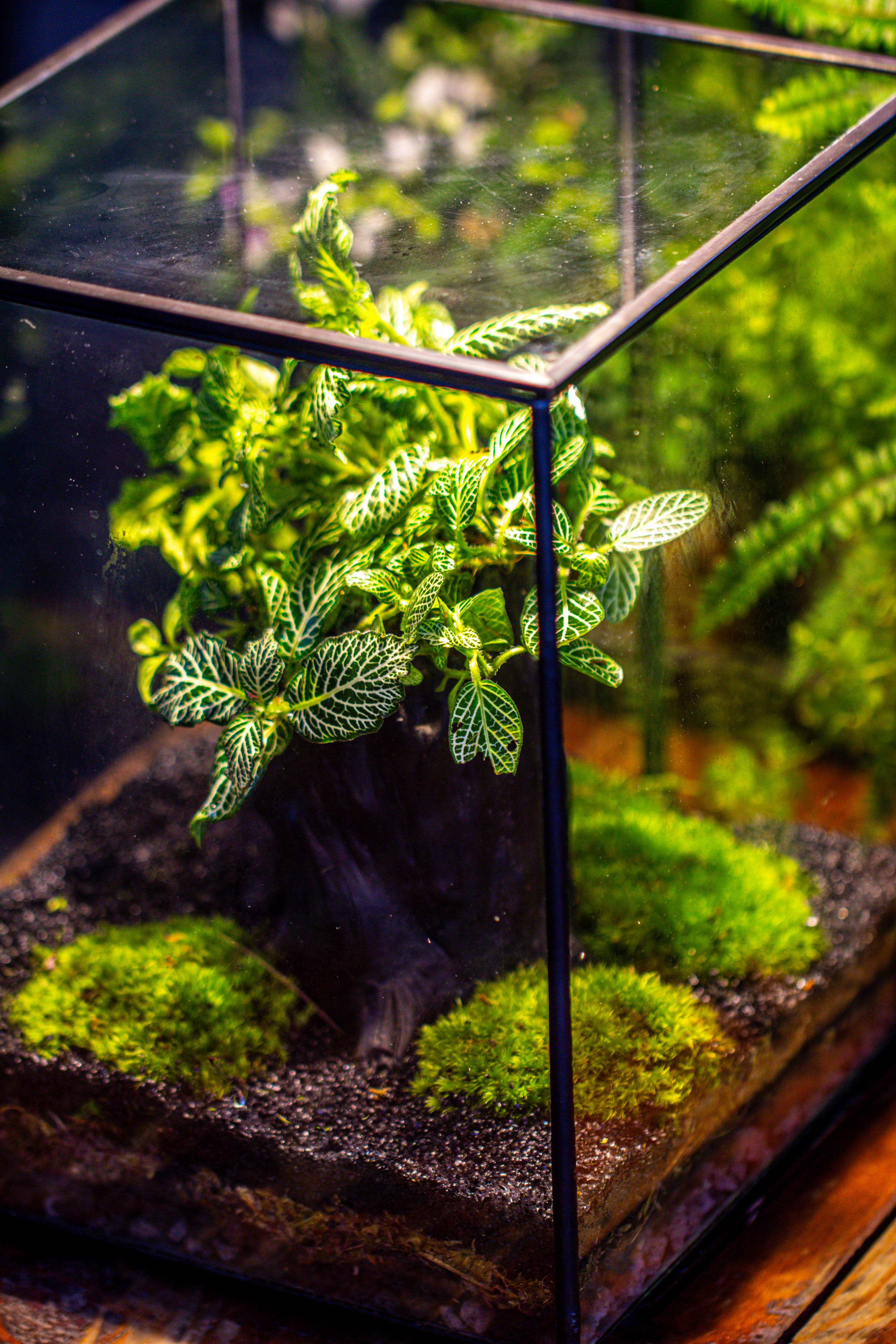 竖版大长方形 上开盖 - NCYPgarden