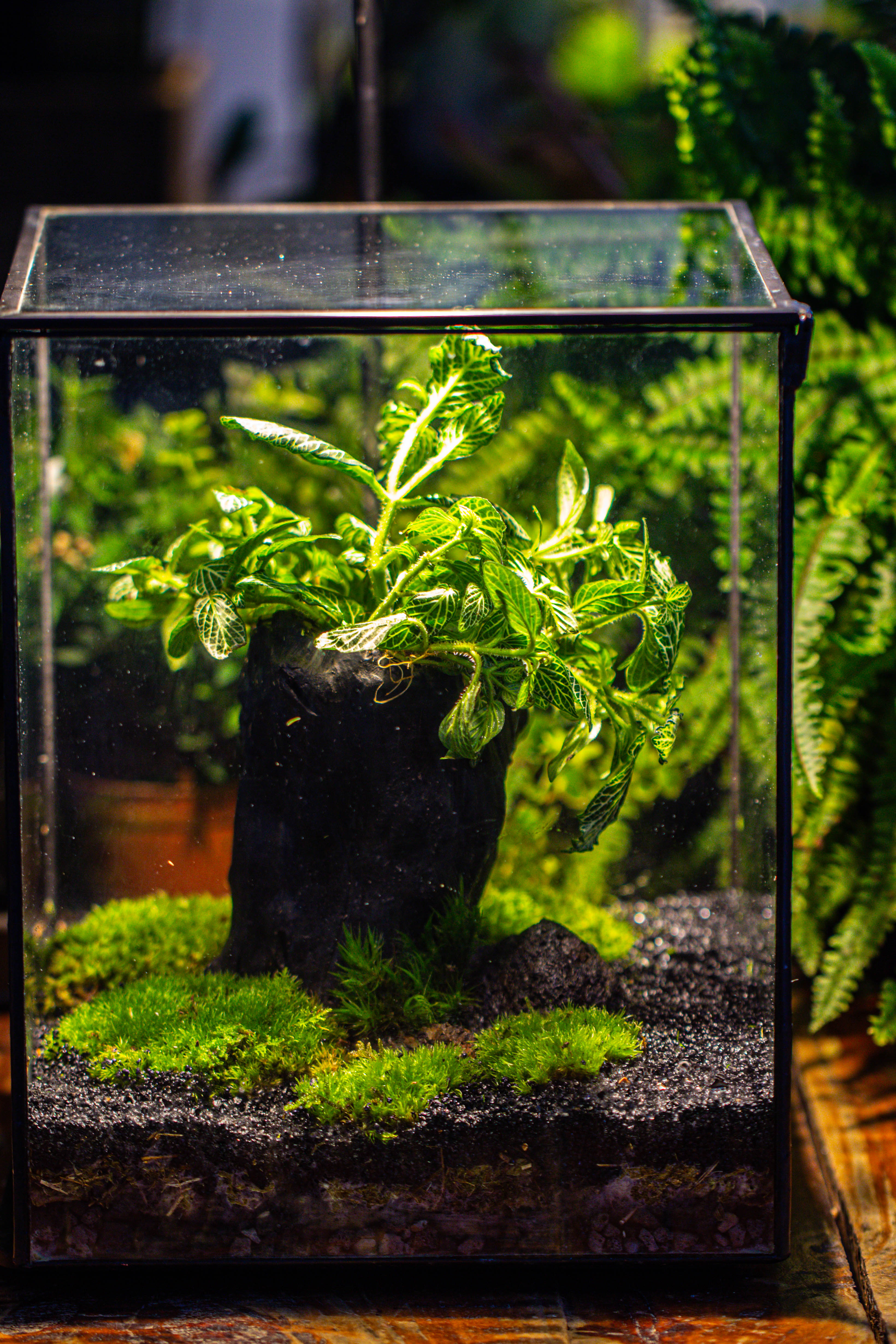 竖版大长方形 上开盖 - NCYPgarden