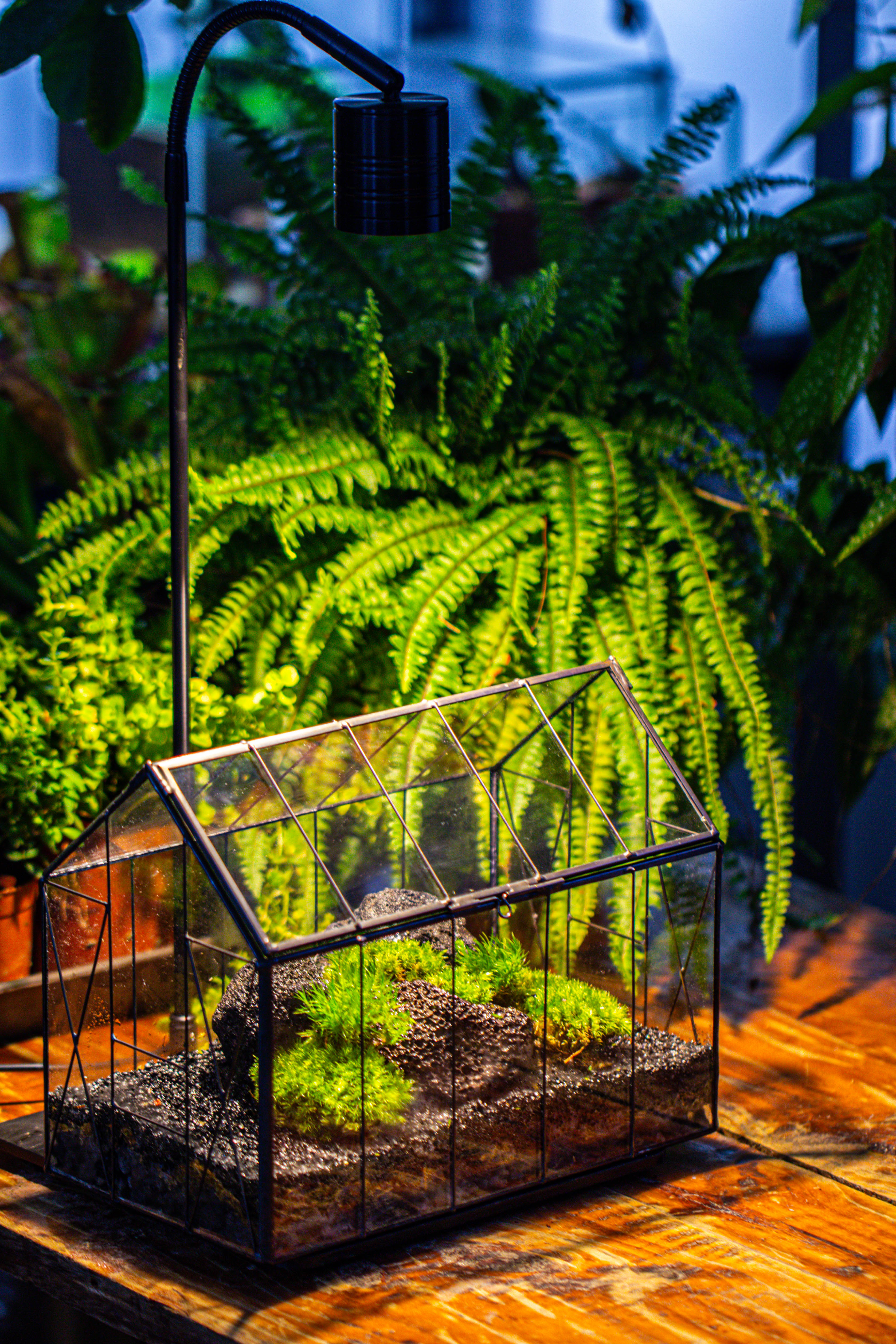 Handmade Vintage Greenhouse Inspired Tin Terrarium with LED Grow Light Set, Closed Glass Planter Set - NCYPgarden