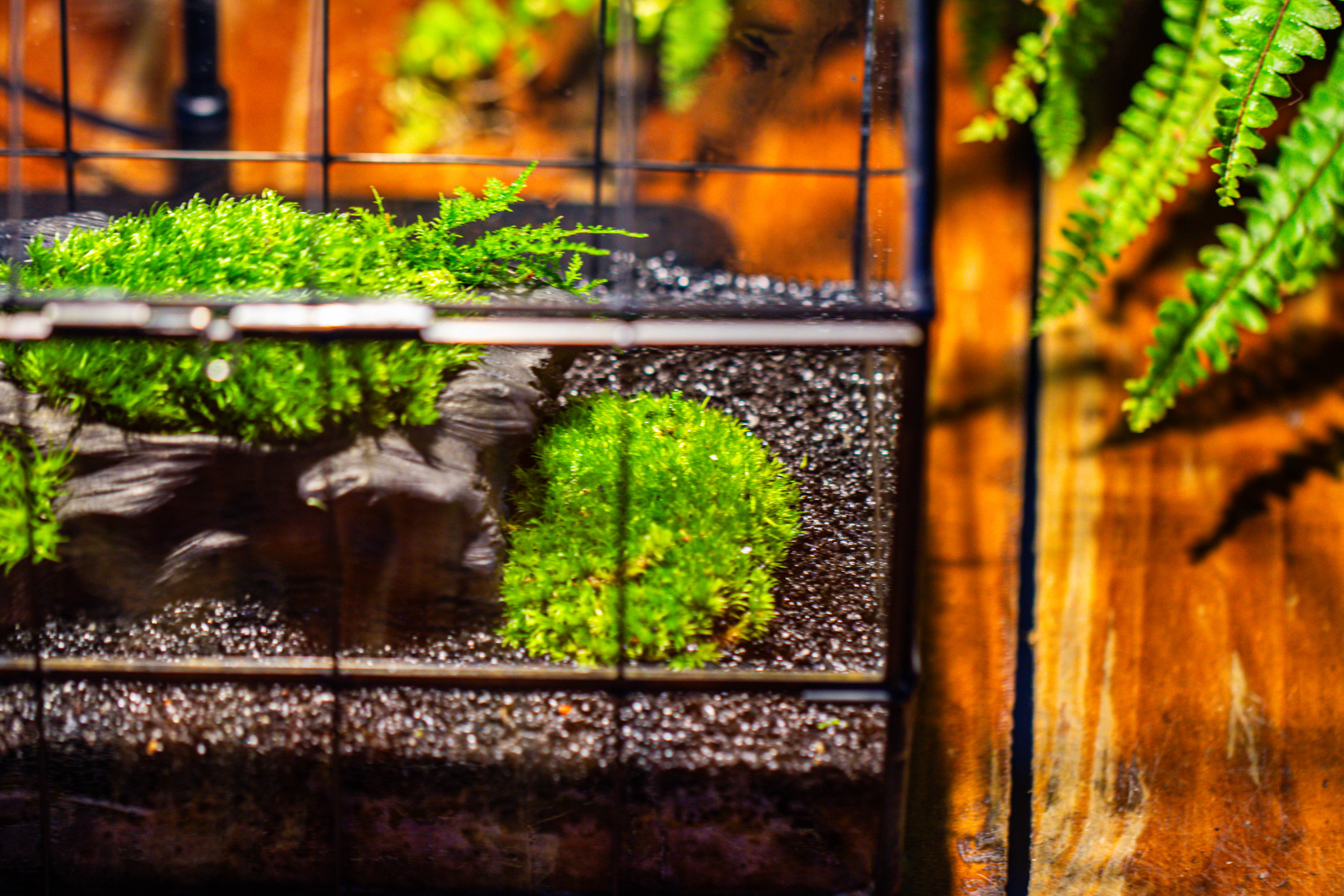 Black Theme Moss and  Black Tree Stump Vintage Greenhgouse  Tin and Glass Terrarium Kit - NCYPgarden