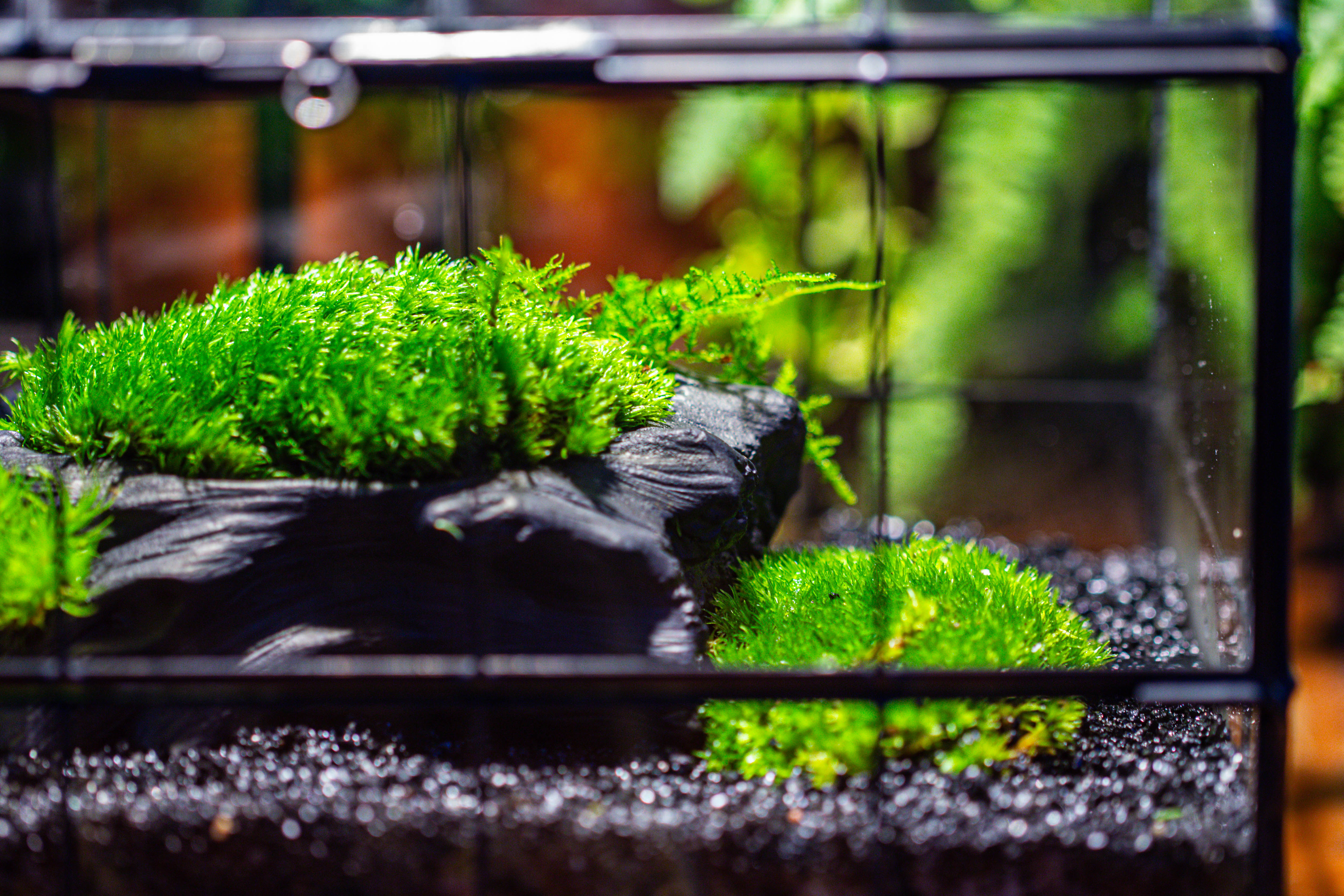 Black Theme Moss and  Black Tree Stump Vintage Greenhgouse  Tin and Glass Terrarium Kit - NCYPgarden