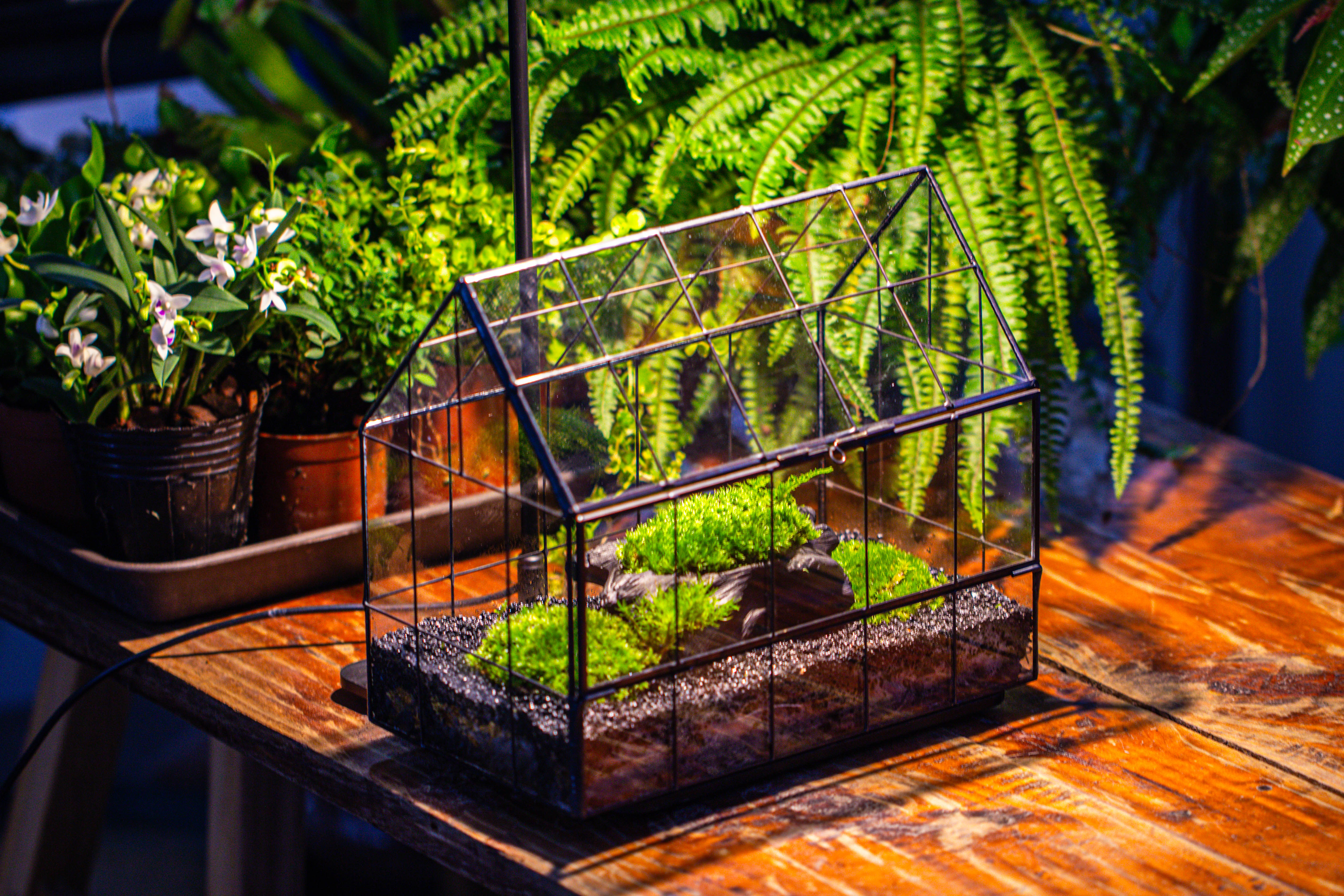Black Theme Moss and  Black Tree Stump Vintage Greenhgouse  Tin and Glass Terrarium Kit - NCYPgarden