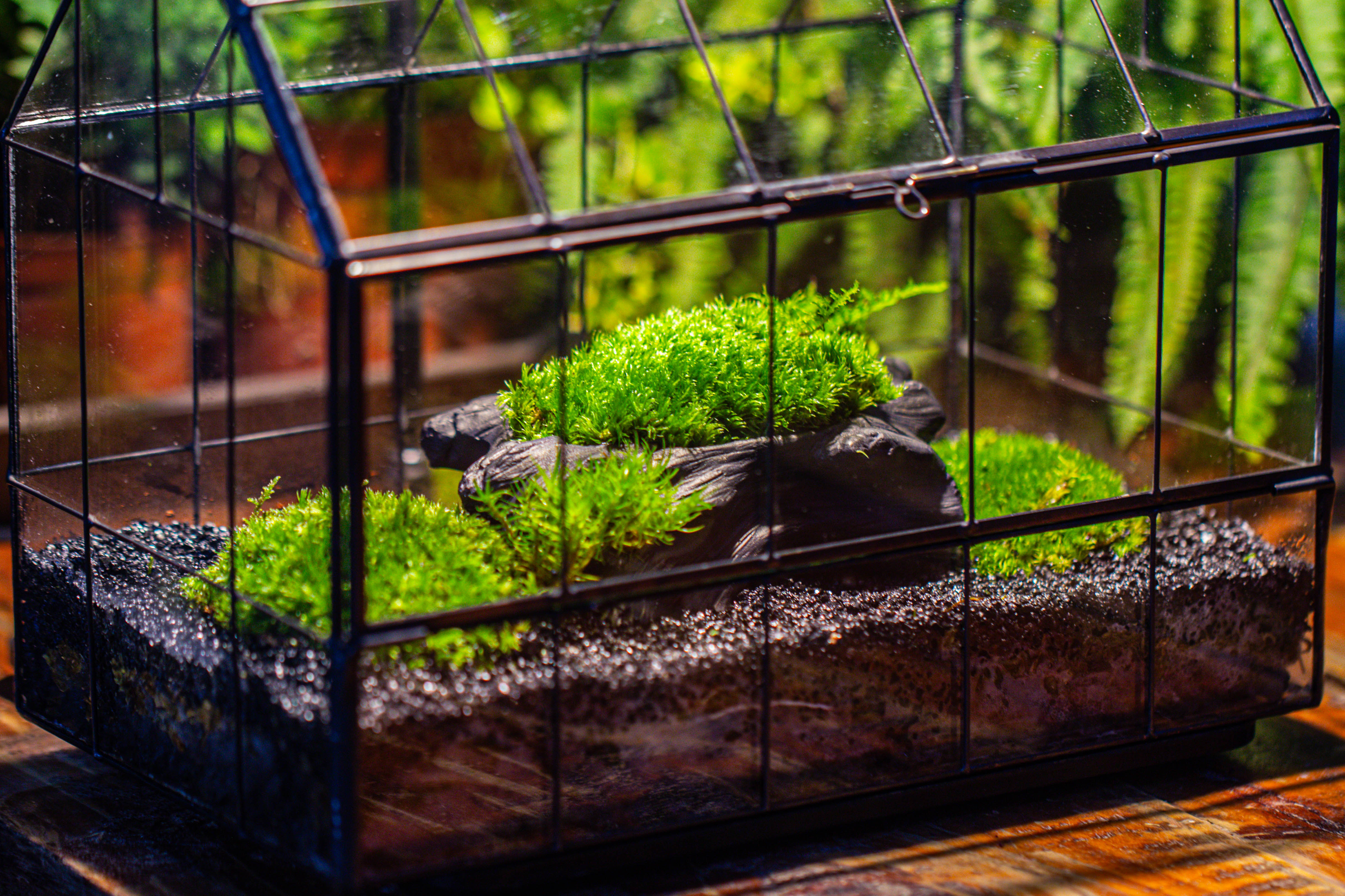 Black Theme Moss and  Black Tree Stump Vintage Greenhgouse  Tin and Glass Terrarium Kit - NCYPgarden