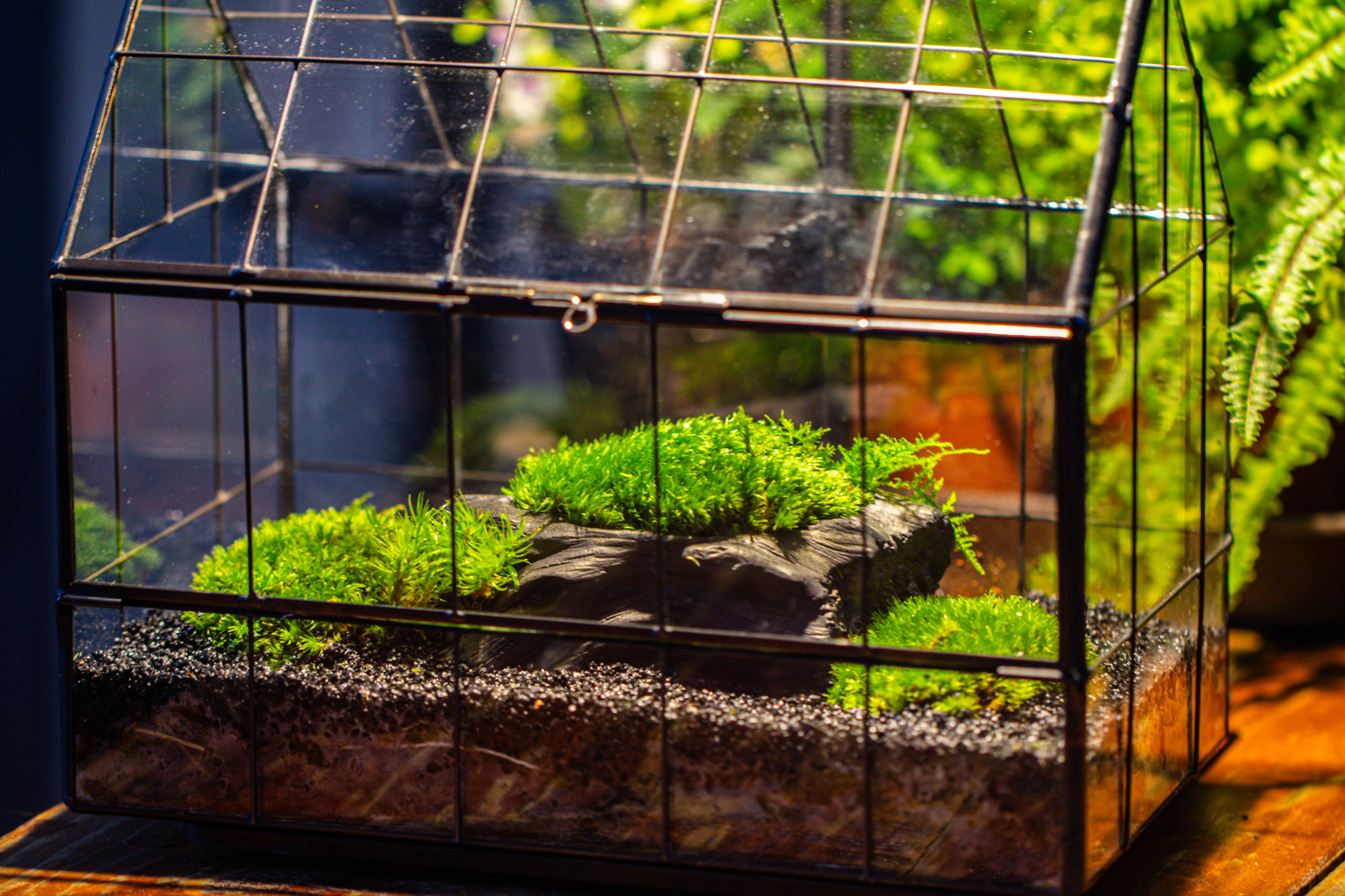 Black Theme Moss and  Black Tree Stump Vintage Greenhgouse  Tin and Glass Terrarium Kit - NCYPgarden
