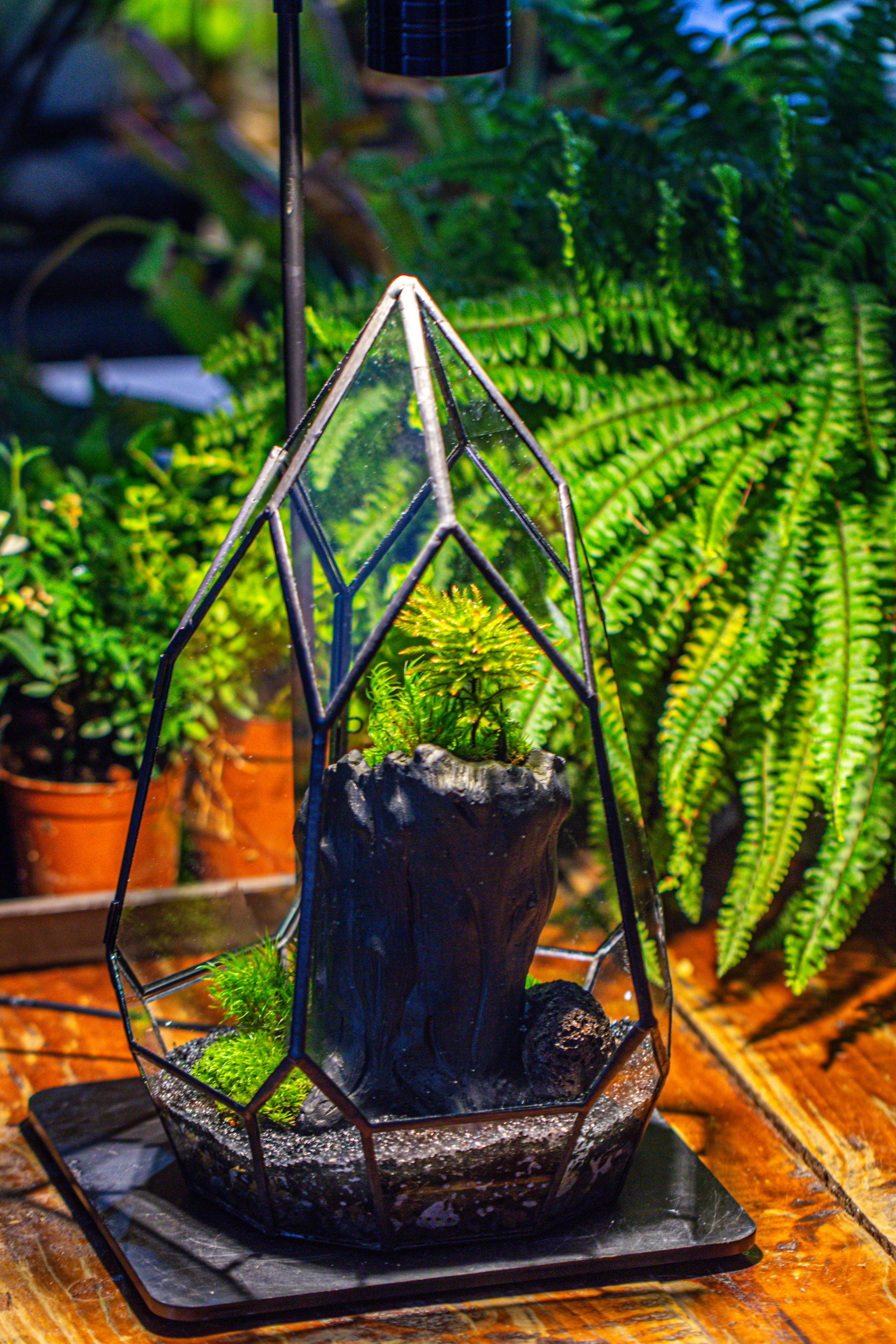 NCYP Irregular Close Geometric Glass Terrarium with door Tall Teardrop Container Moss Terrarium DIY Building Kit - NCYPgarden