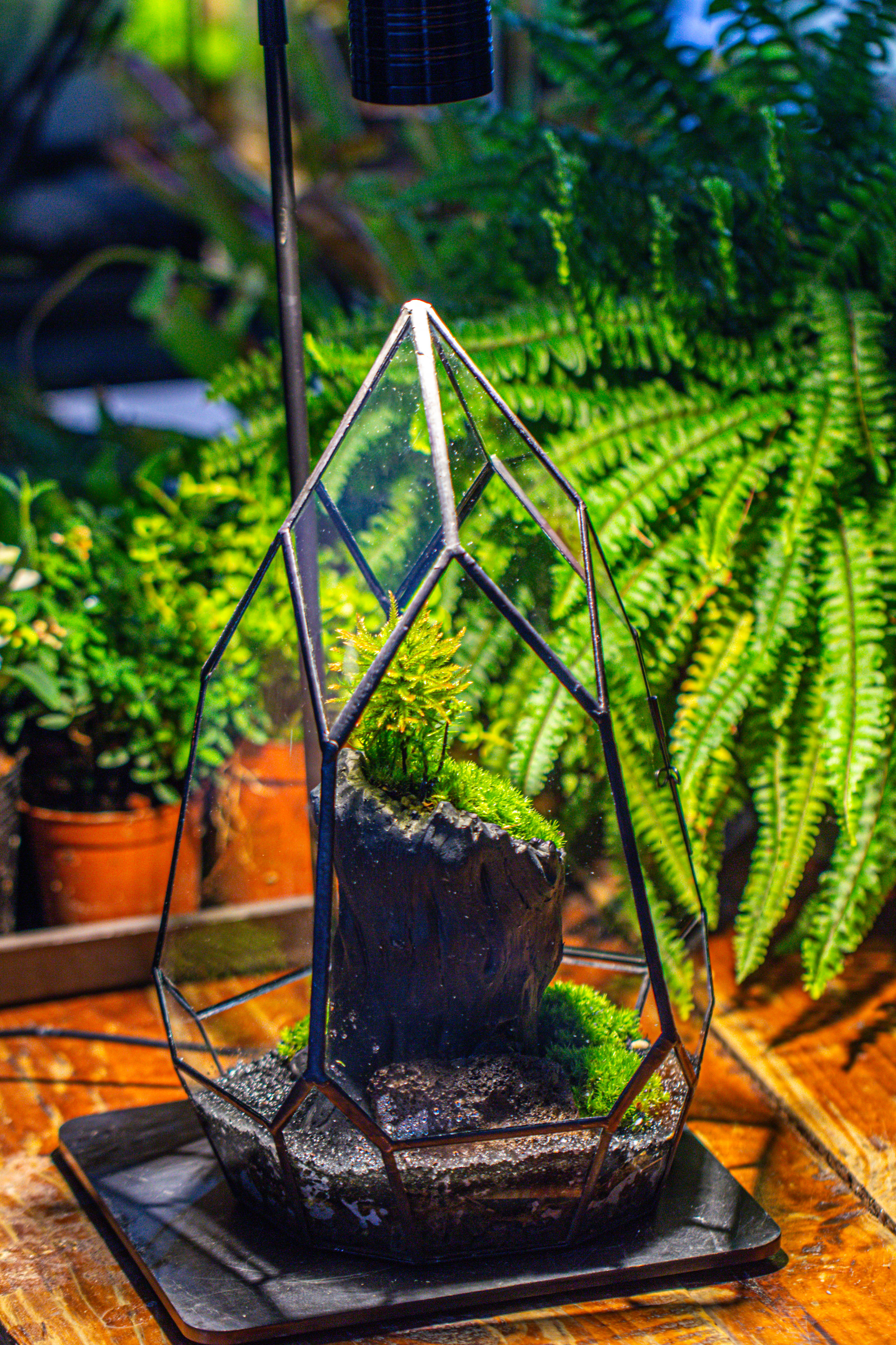 NCYP Irregular Close Geometric Glass Terrarium with door Tall Teardrop Container Moss Terrarium DIY Building Kit - NCYPgarden