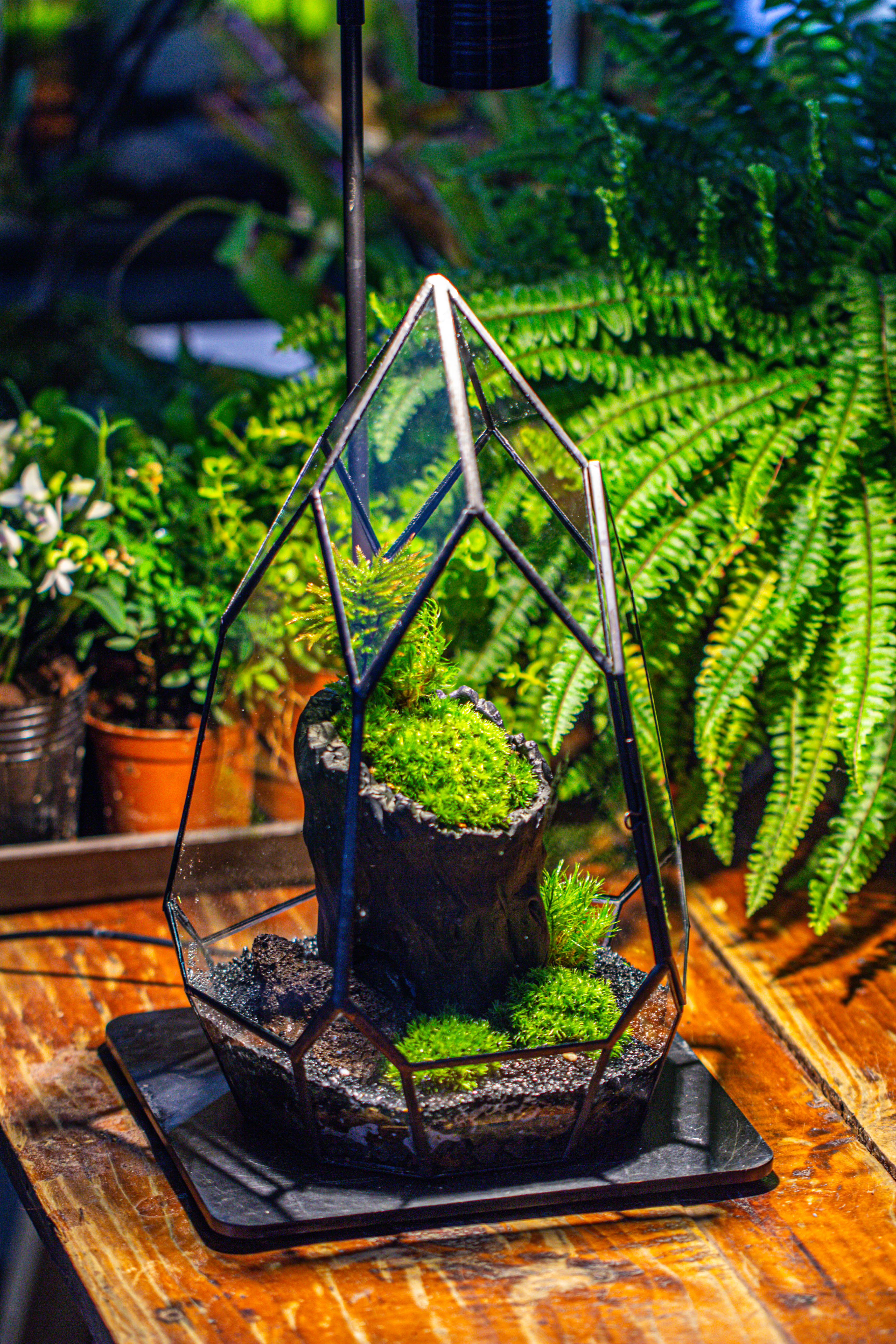 NCYP Irregular Close Geometric Glass Terrarium with door Tall Teardrop Container Moss Terrarium DIY Building Kit - NCYPgarden