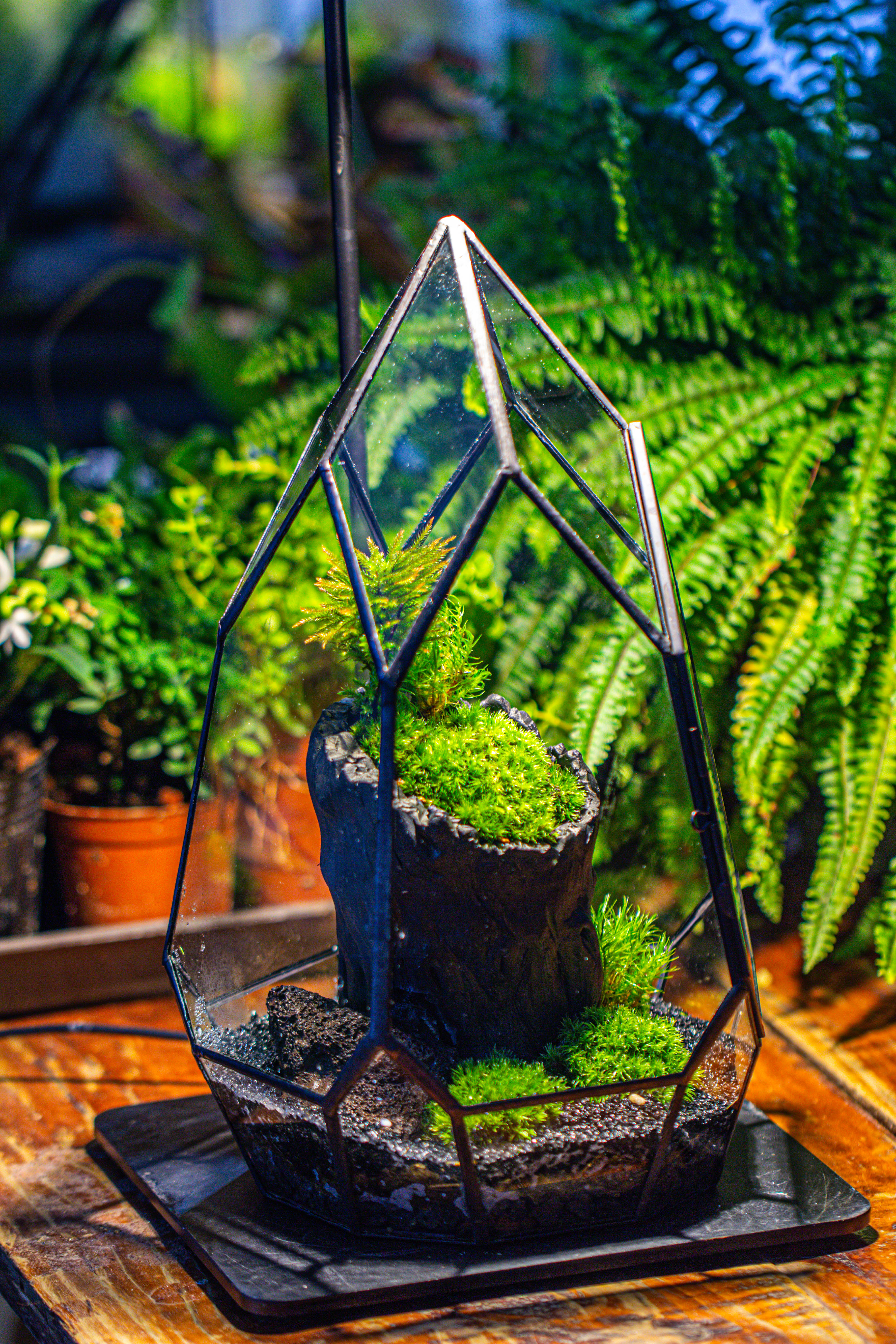 NCYP Irregular Close Geometric Glass Terrarium with door Tall Teardrop Container Moss Terrarium DIY Building Kit - NCYPgarden