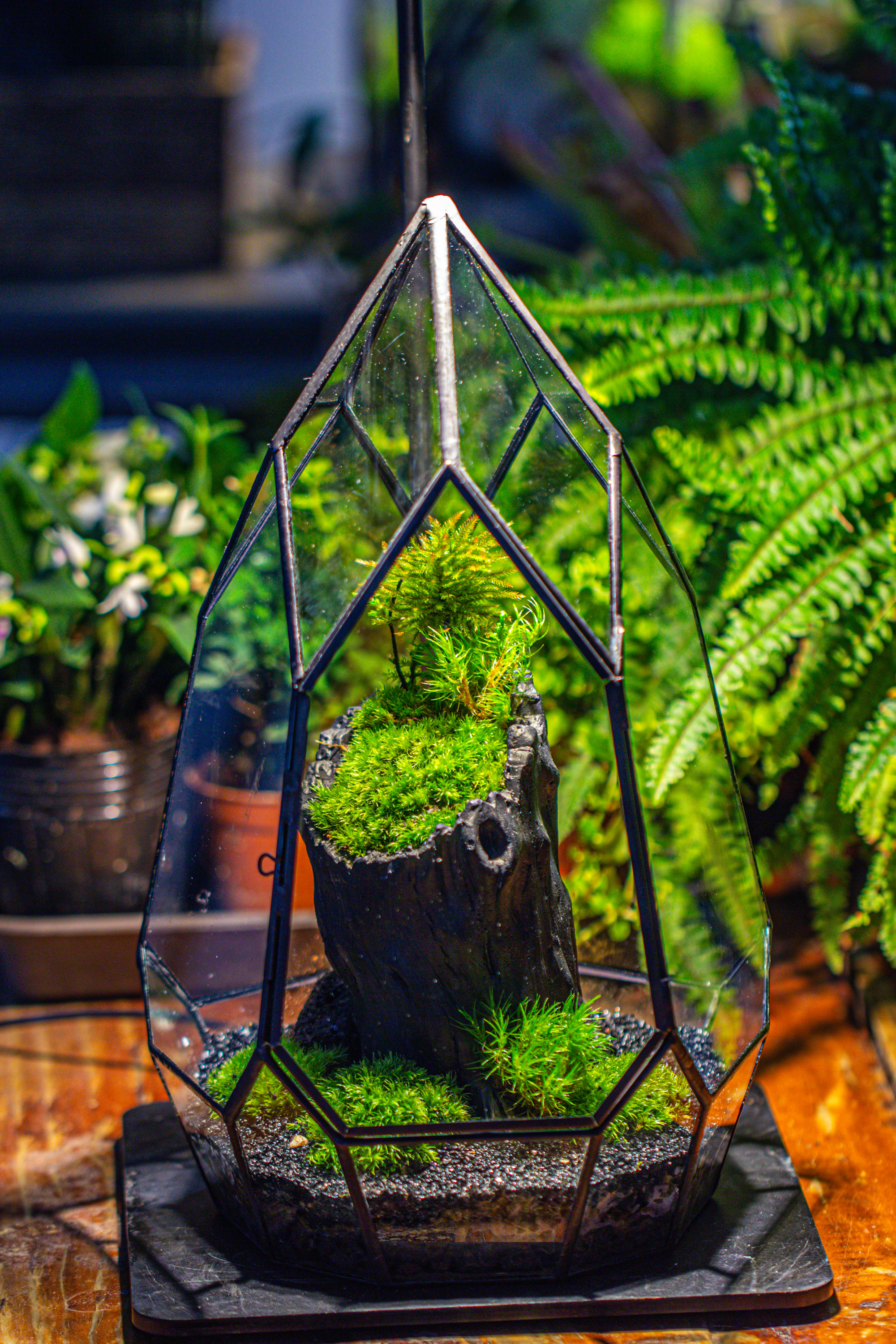 NCYP Irregular Close Geometric Glass Terrarium with door Tall Teardrop Container Moss Terrarium DIY Building Kit - NCYPgarden