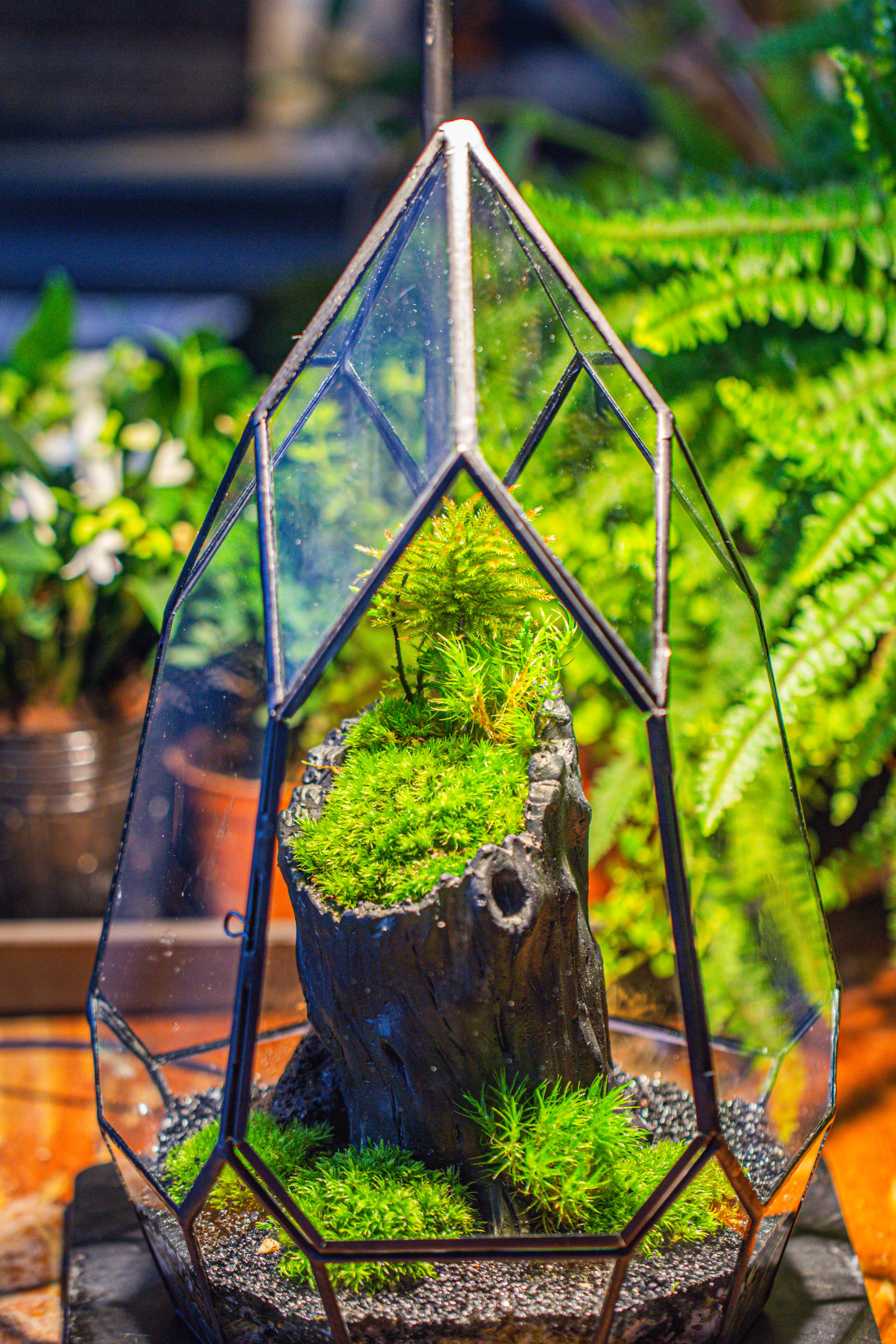 NCYP Irregular Close Geometric Glass Terrarium with door Tall Teardrop Container Moss Terrarium DIY Building Kit - NCYPgarden