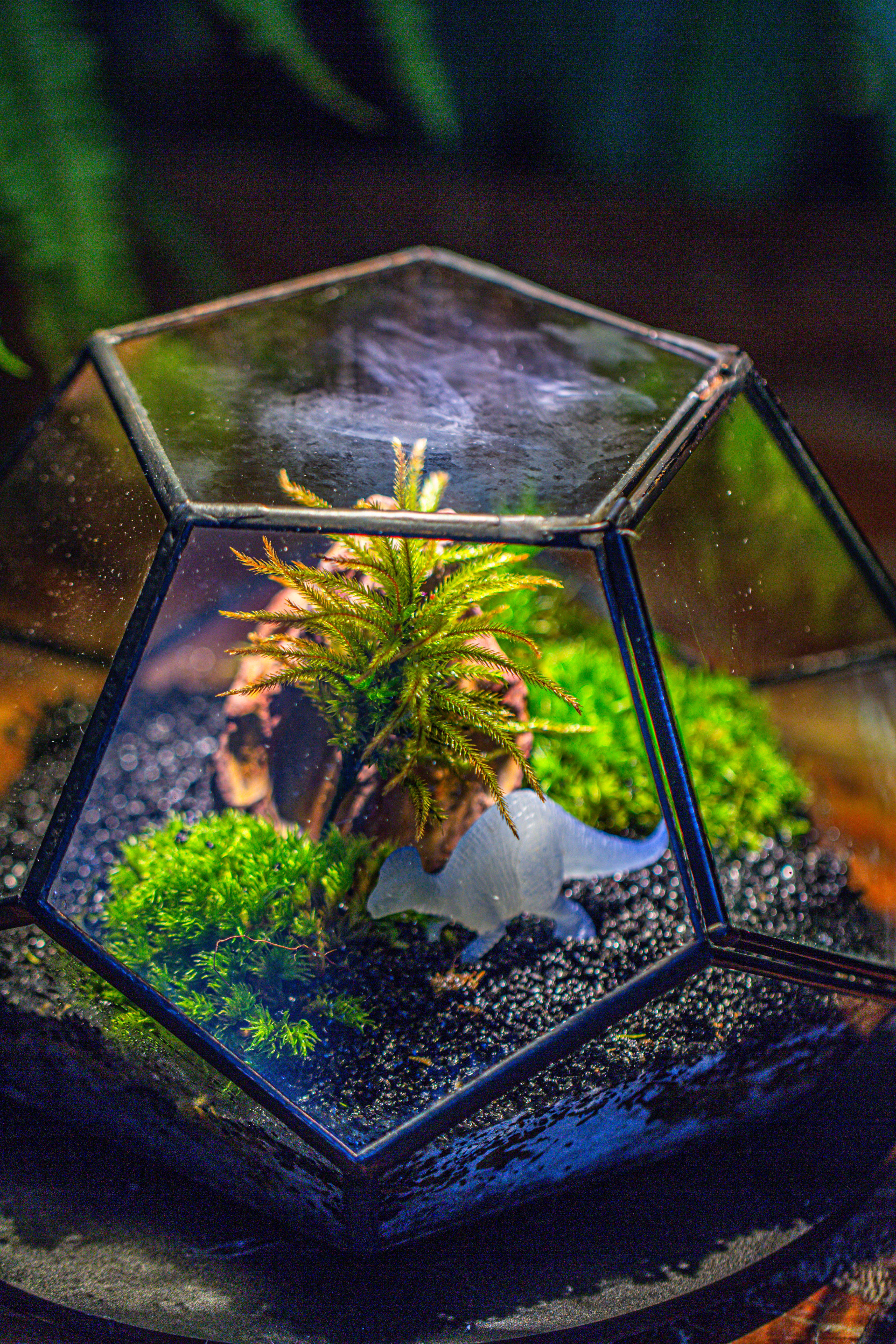 handmade geometric half ball, pentagon, close terrarium, with door for moss - NCYPgarden