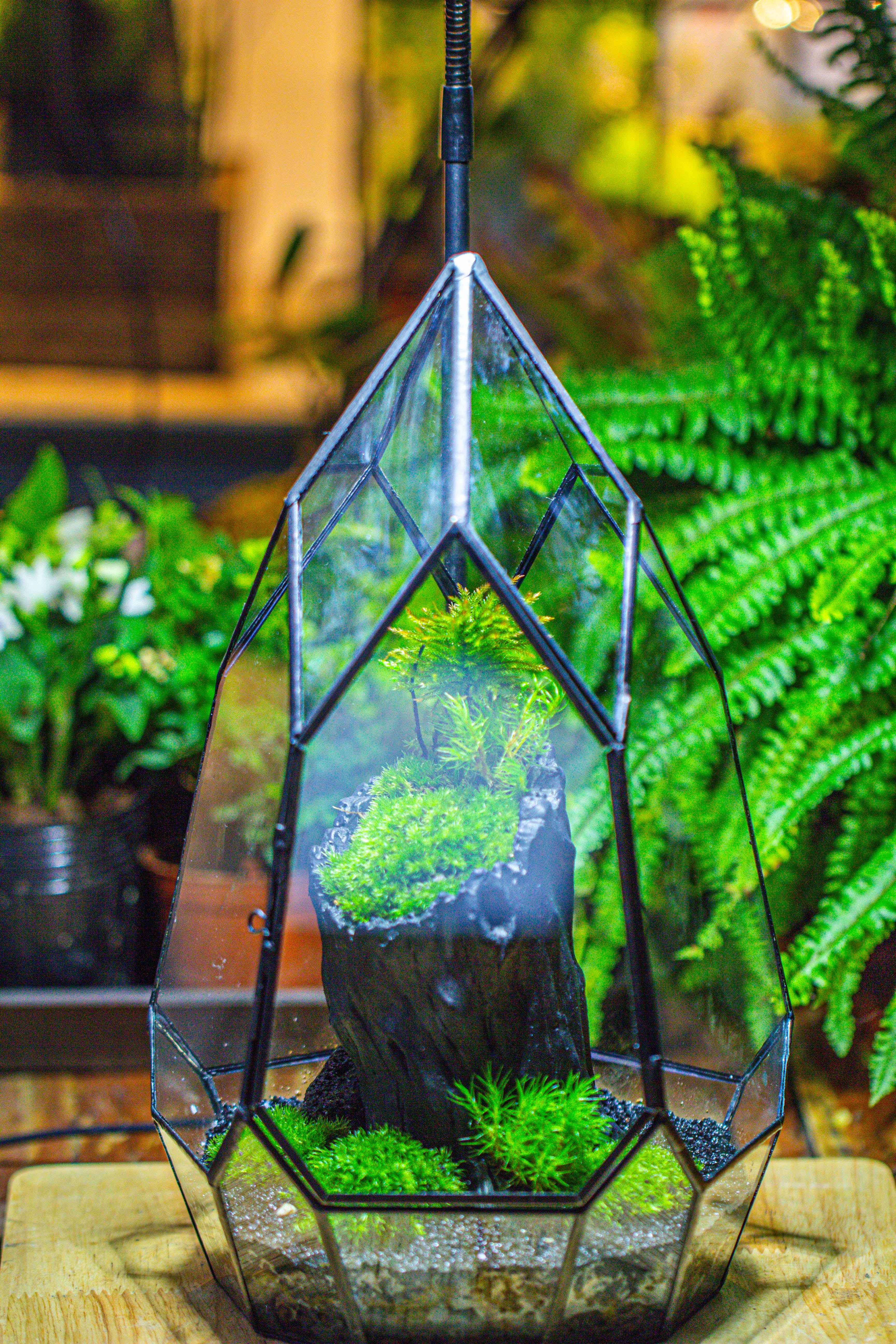 NCYP Irregular Close Geometric Glass Terrarium with door Tall Teardrop Container Moss Terrarium DIY Building Kit - NCYPgarden