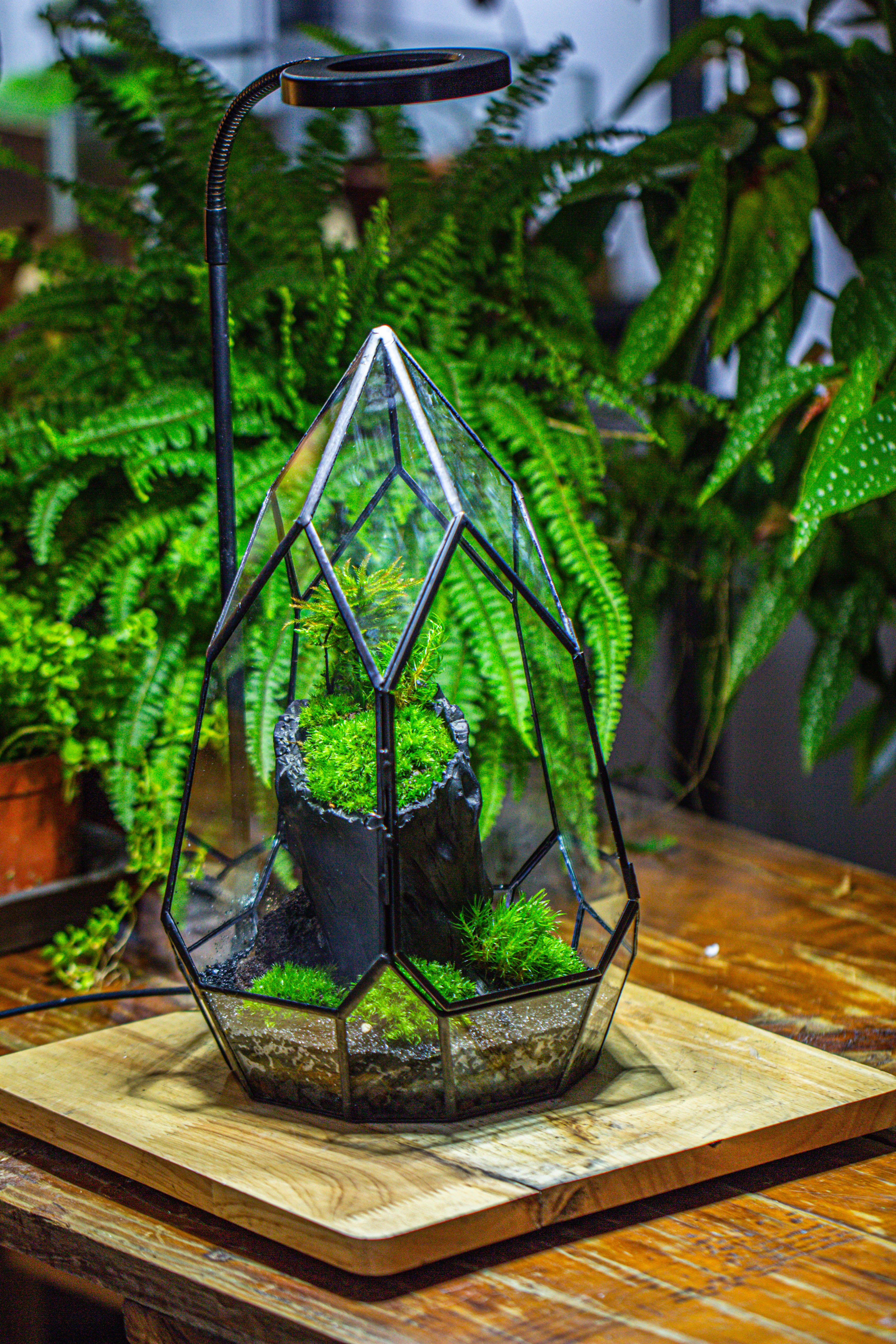 NCYP Irregular Close Geometric Glass Terrarium with door Tall Teardrop Container Moss Terrarium DIY Building Kit - NCYPgarden