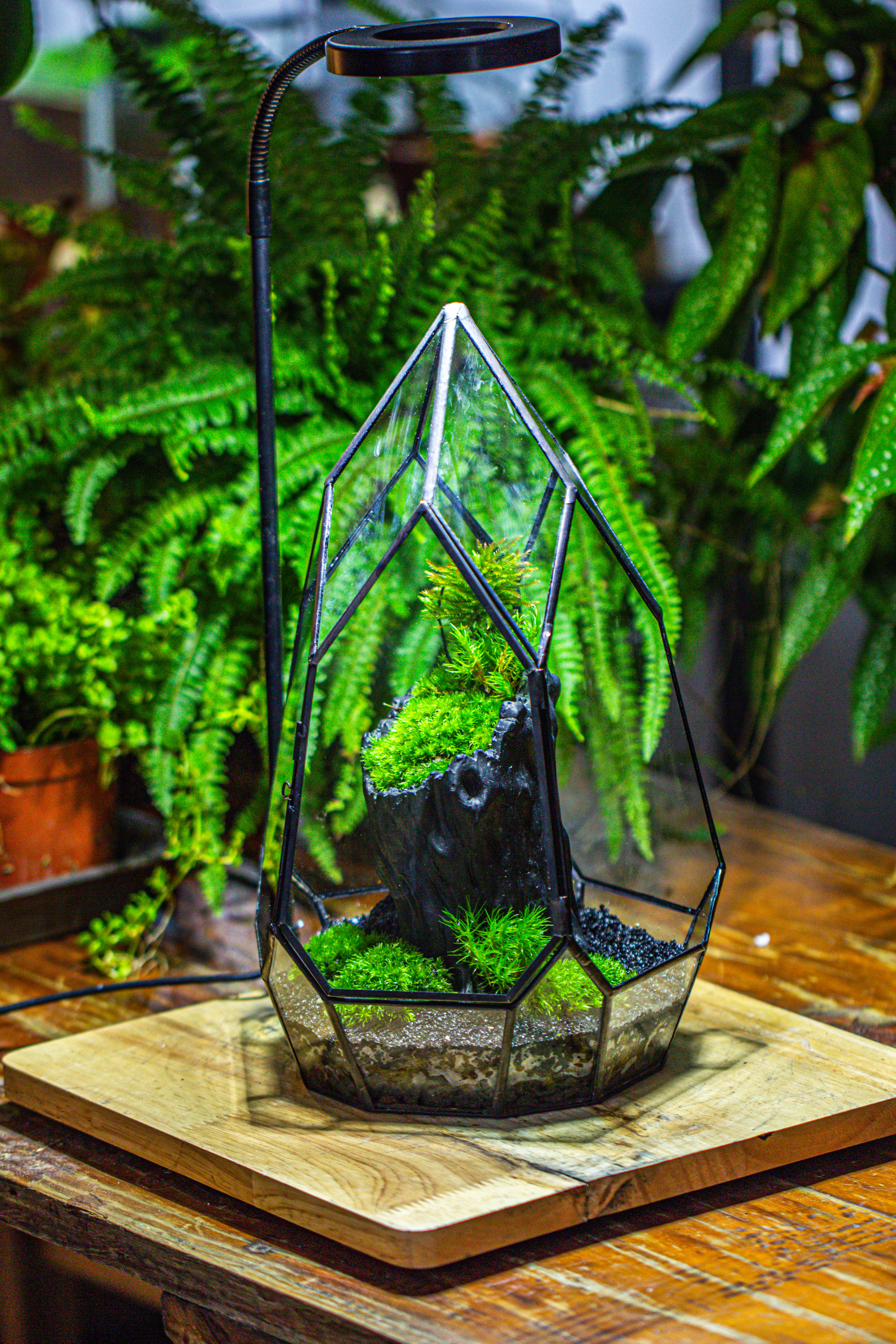 NCYP Irregular Close Geometric Glass Terrarium with door Tall Teardrop Container Moss Terrarium DIY Building Kit - NCYPgarden