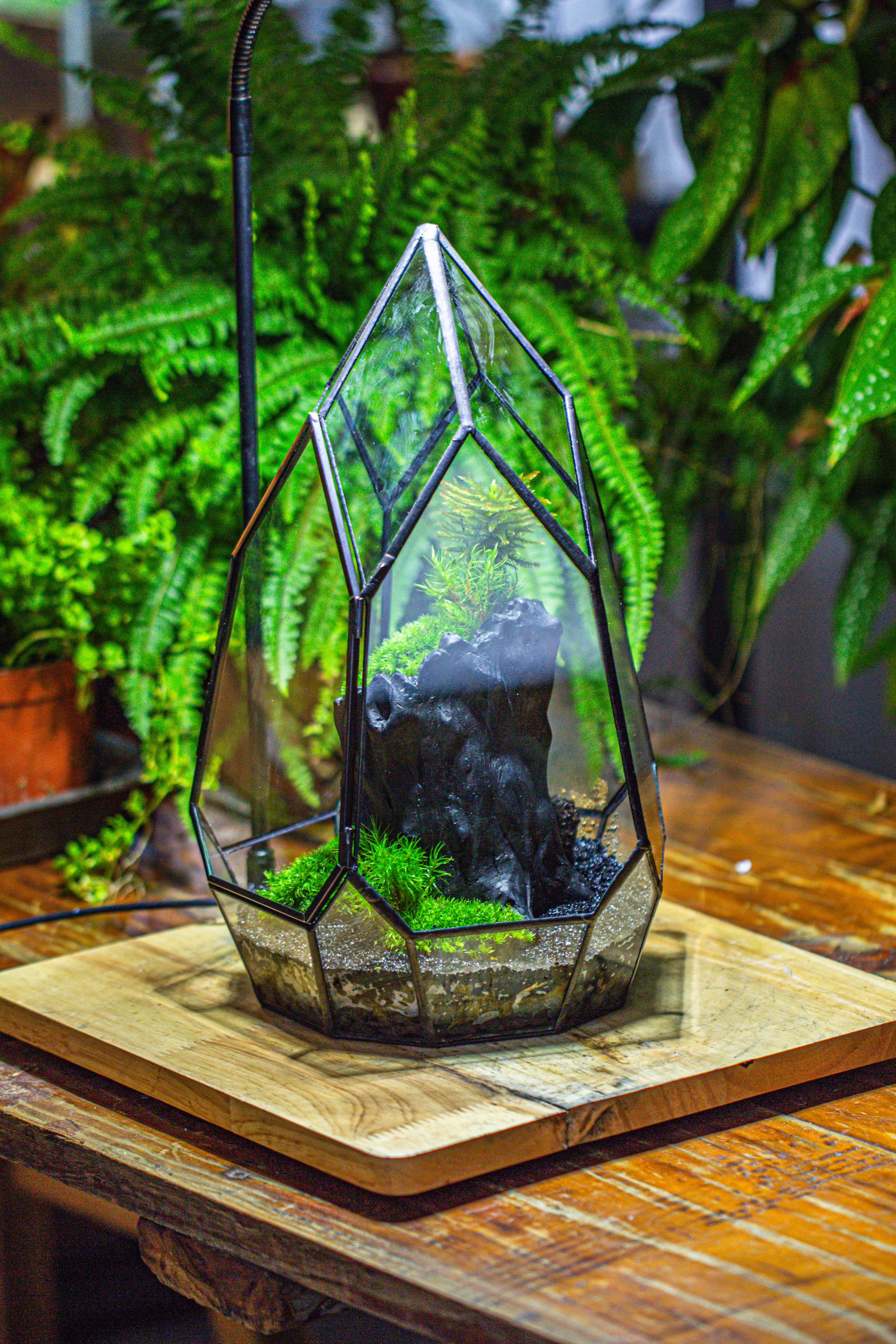 NCYP Irregular Close Geometric Glass Terrarium with door Tall Teardrop Container Moss Terrarium DIY Building Kit - NCYPgarden