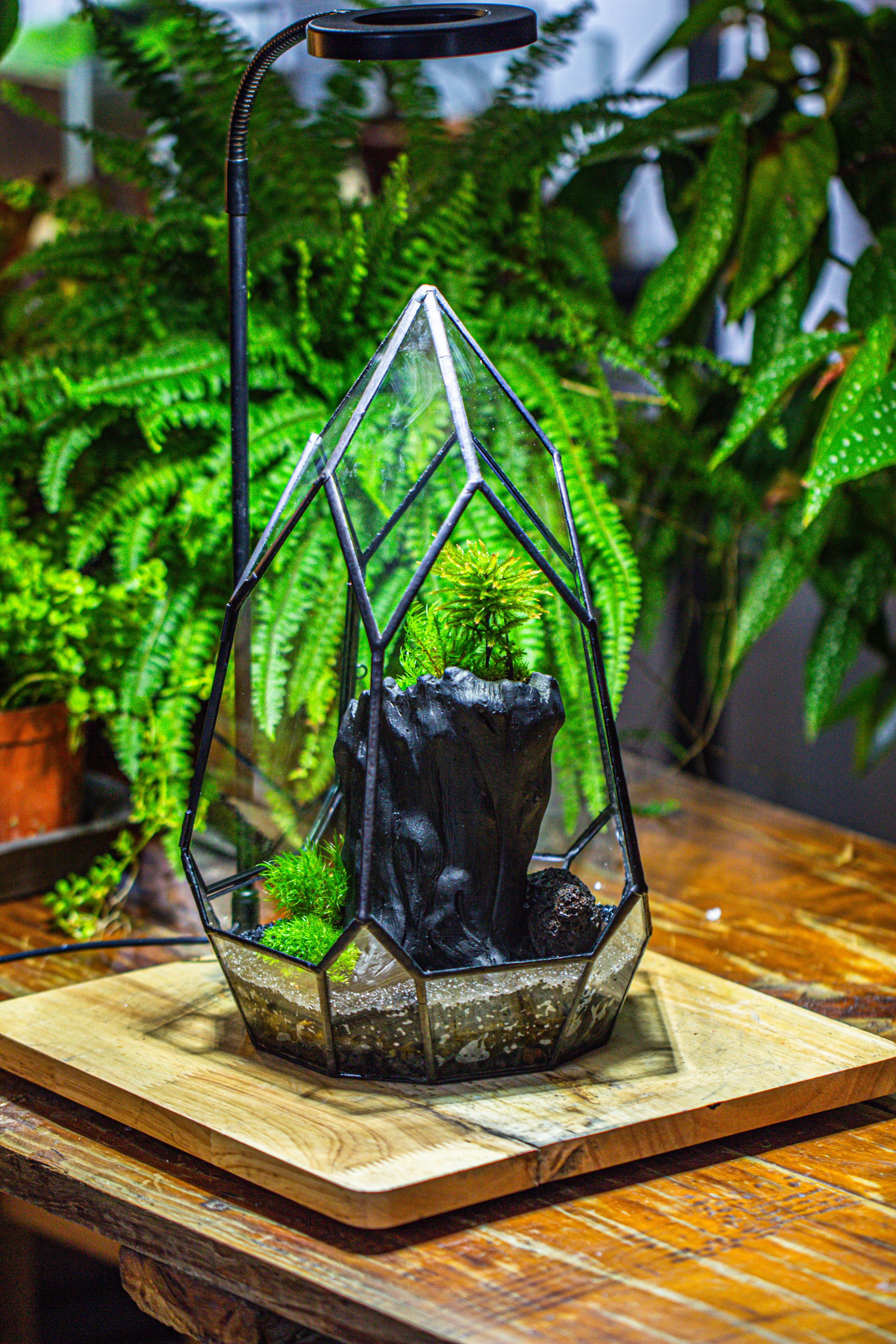 NCYP Irregular Close Geometric Glass Terrarium with door Tall Teardrop Container Moss Terrarium DIY Building Kit - NCYPgarden