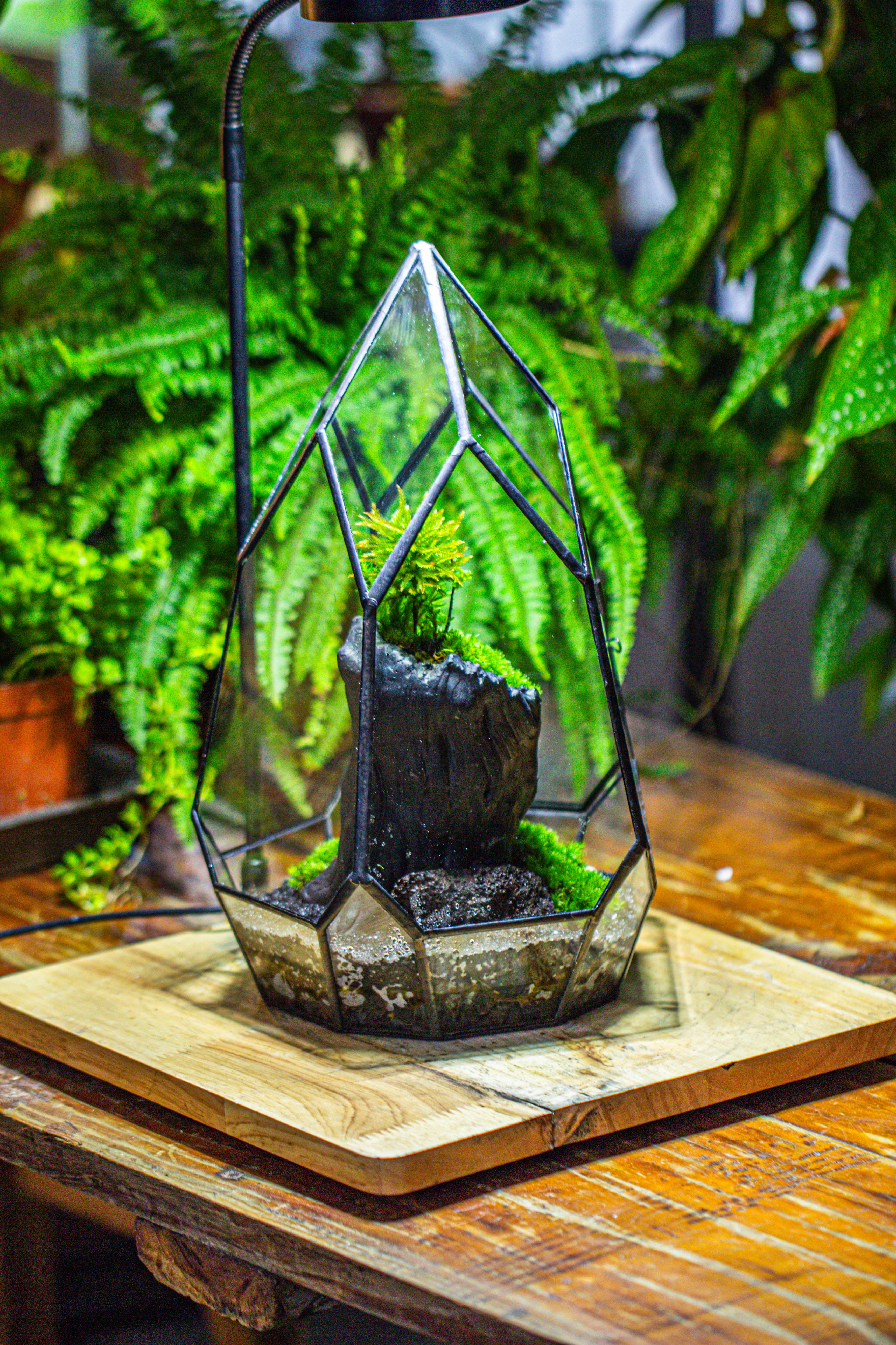 NCYP Irregular Close Geometric Glass Terrarium with door Tall Teardrop Container Moss Terrarium DIY Building Kit - NCYPgarden