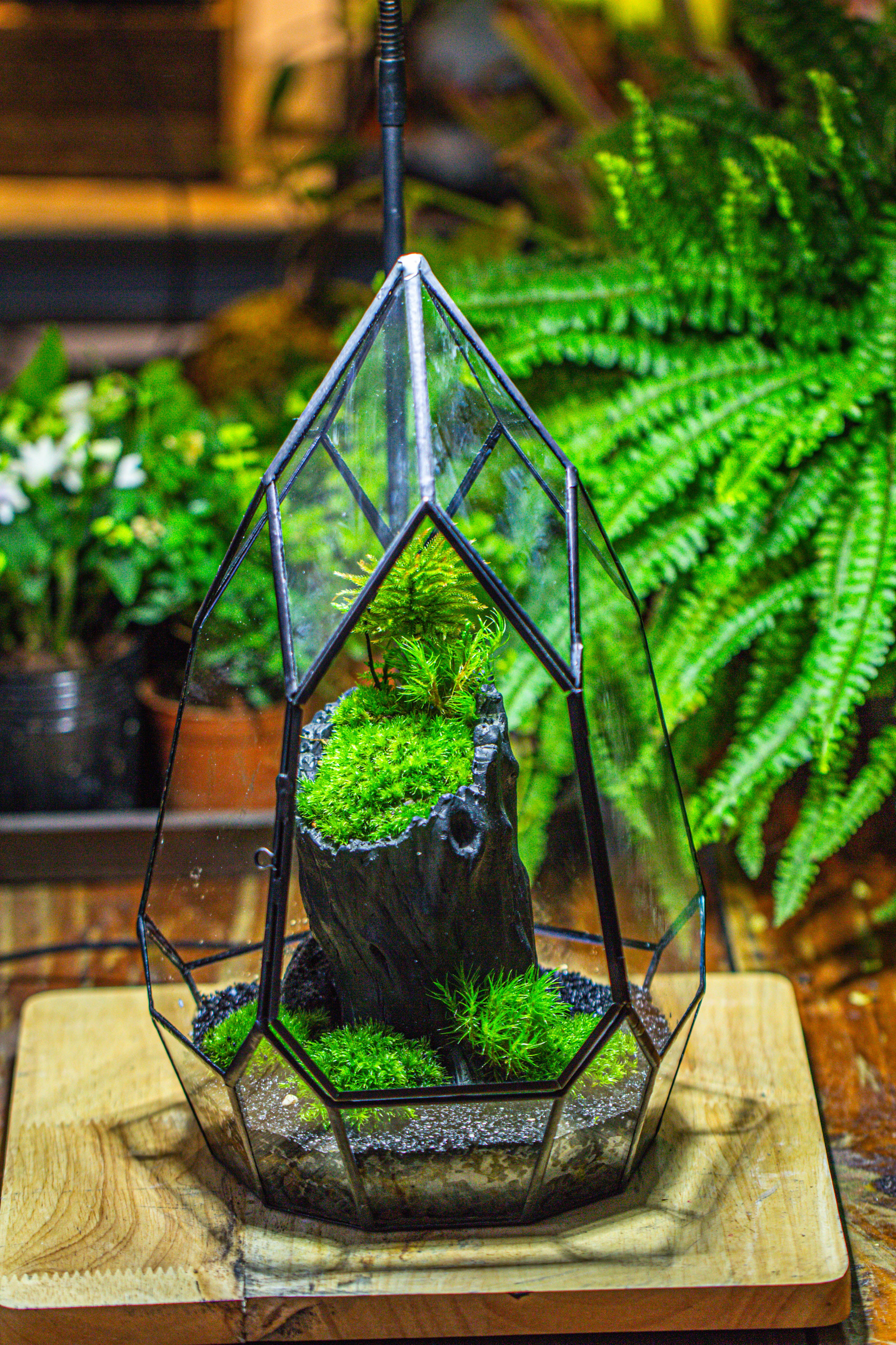 NCYP Irregular Close Geometric Glass Terrarium with door Tall Teardrop Container Moss Terrarium DIY Building Kit - NCYPgarden